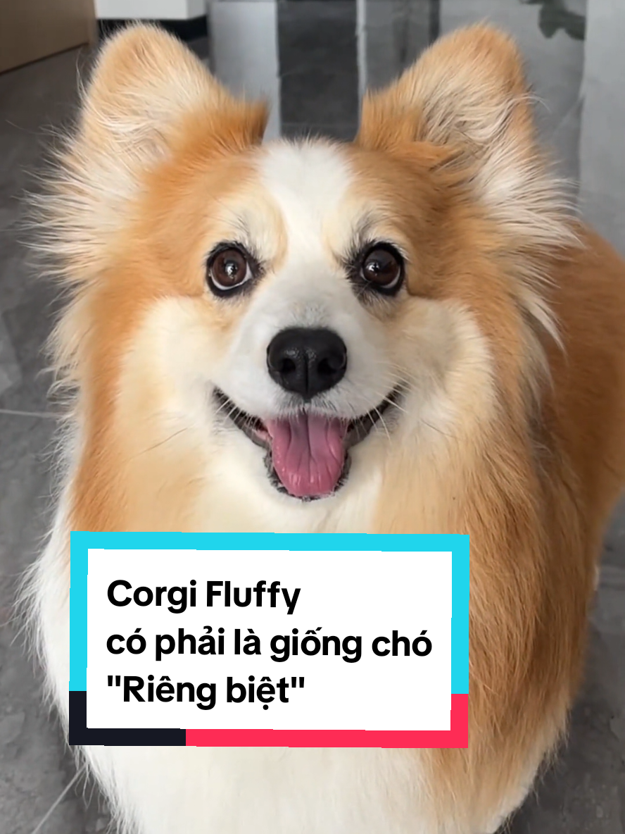 Corgi Fluffy có phải là giống chó riêng biệt? #laputafarm #thucung #corgi #corgifluffy #corgifluffypuppy #corgipuppy 