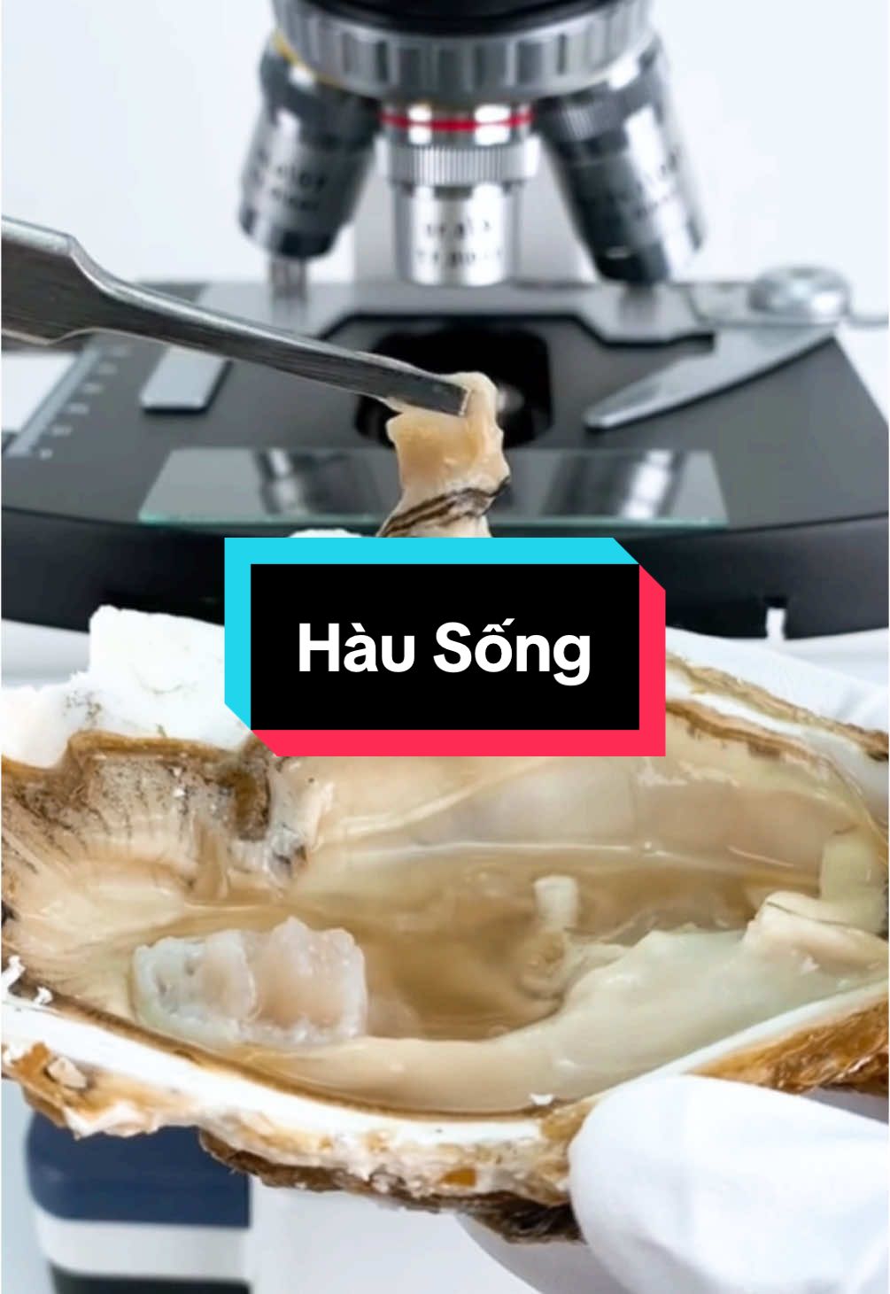 Bạn có thích ăn Hàu Sống không...? #microscope #xuhuongtiktok #thinhhanh #viral #foryou #fyp 
