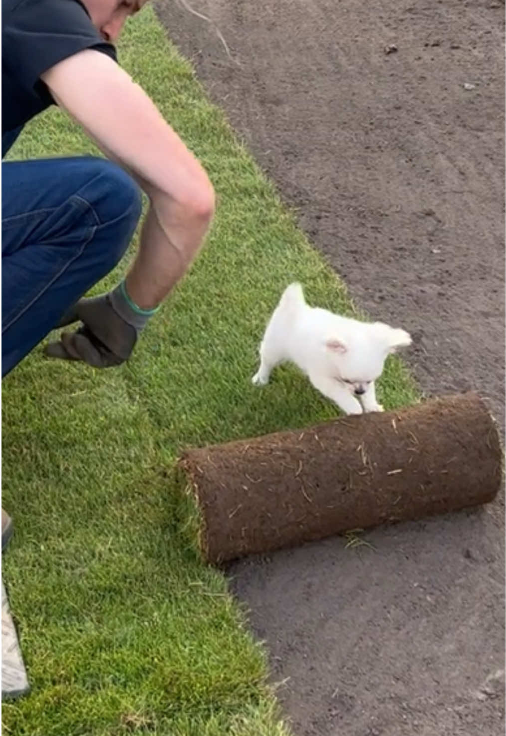 Does anybody need help rolling grass? Mr.Beans can help! #gardening #grass #greens #puppy #chihuahua #dogsoftiktok #funnypets #funnyanimals #laugh 