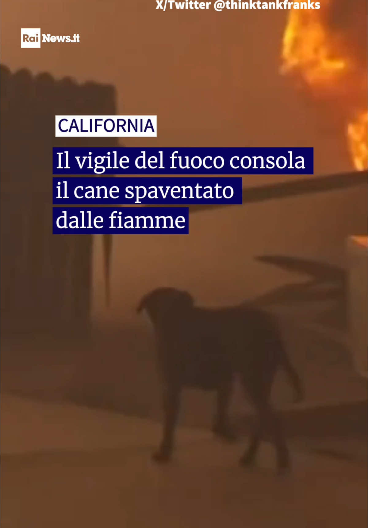 Le fiamme divorano le case ad Altadina e un cane spaurito si aggira tra il fumo e le macerie: un pompiere cerca di consolarlo accarezzandolo mentre spegne il fuoco. Guarda su RaiNews.it #davedere #incendio #California #vigili #cane 