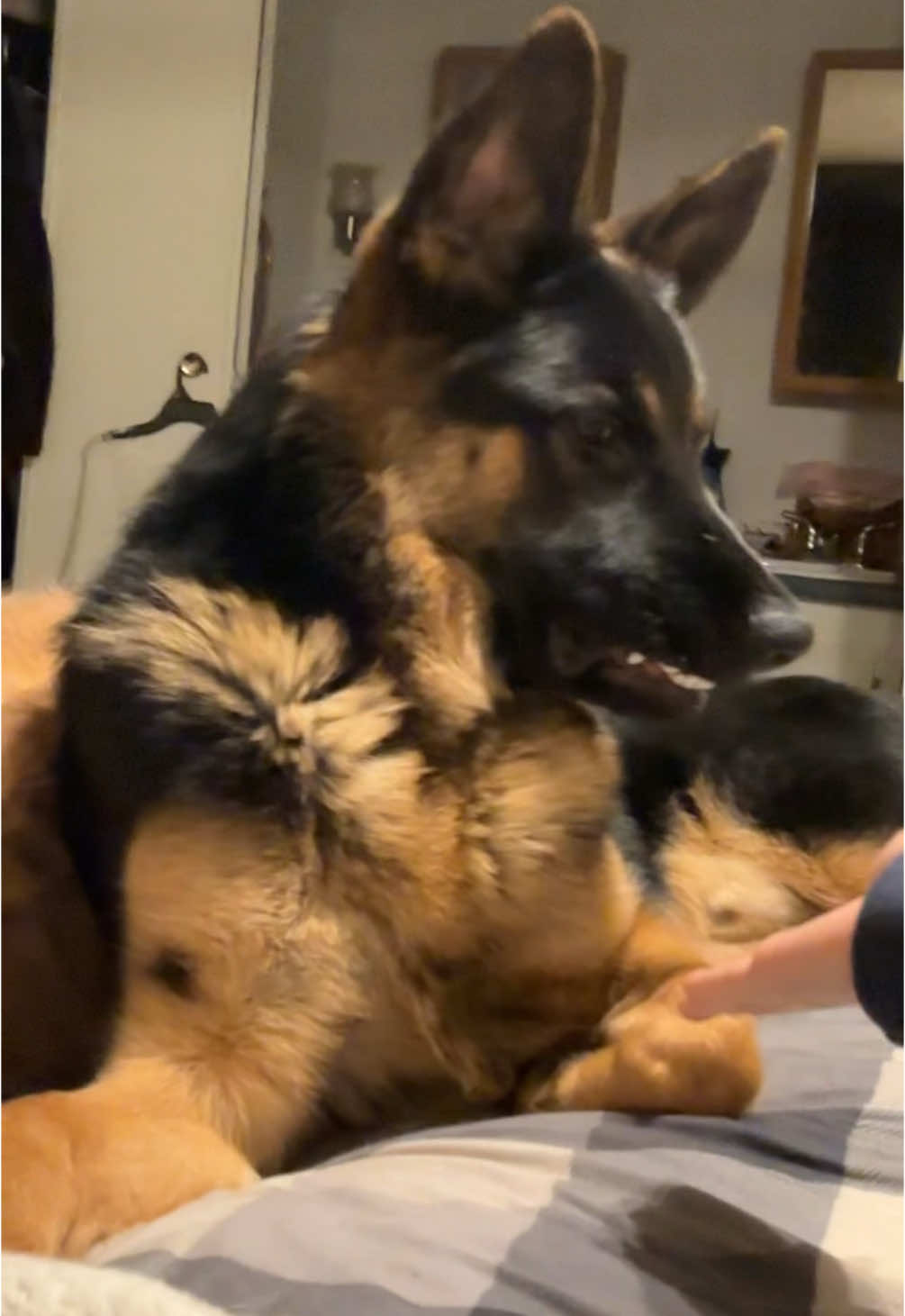 Discovered that my 11 month old German Shepherd does NOT like the smell of vanilla scented lotion..🤣 #gsdpuppy #gsdoftiktok #puppytiktok #germanshepherdsoftiktok #germanshepherd #puppyfunnyvideos #dogsoftiktok 