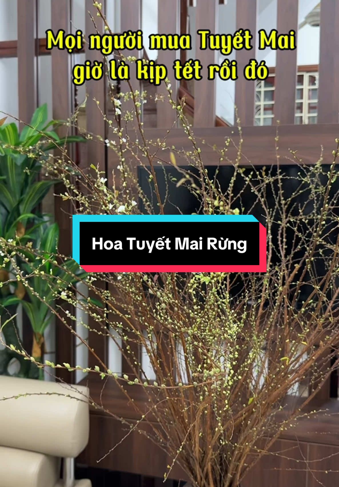 Tầm này mua Hoa Tuyết Mai tết nở là đẹp nha các chị ơi, mua muộn quá tết không nở kịp đâu 😀 #hoatuyetmai #Tet2025 #nghienhoa 