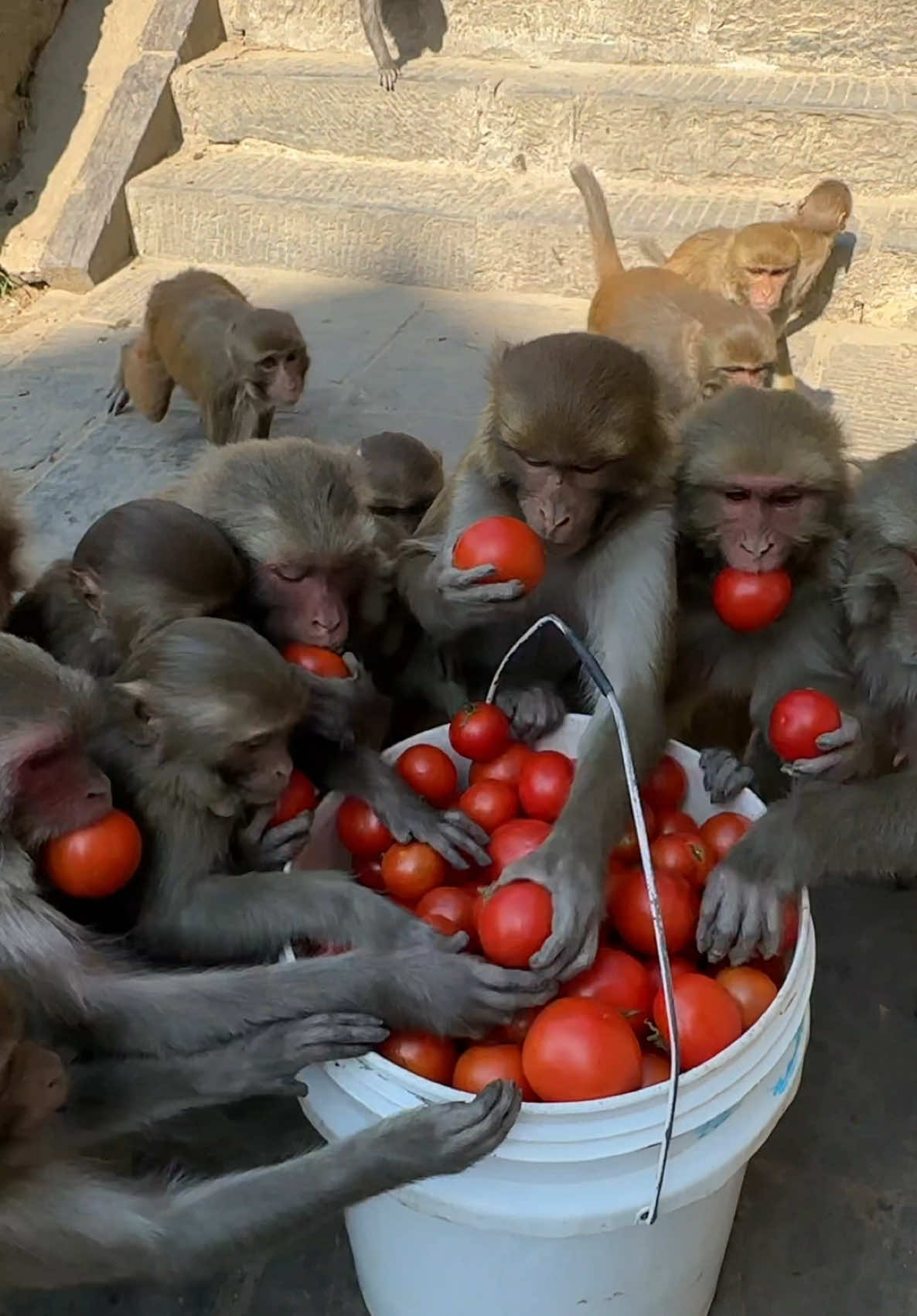 Wow, the monkeys were so happy to get tomatoes to eat #feedinganimal #animal #help #kindness #usa🇺🇸 