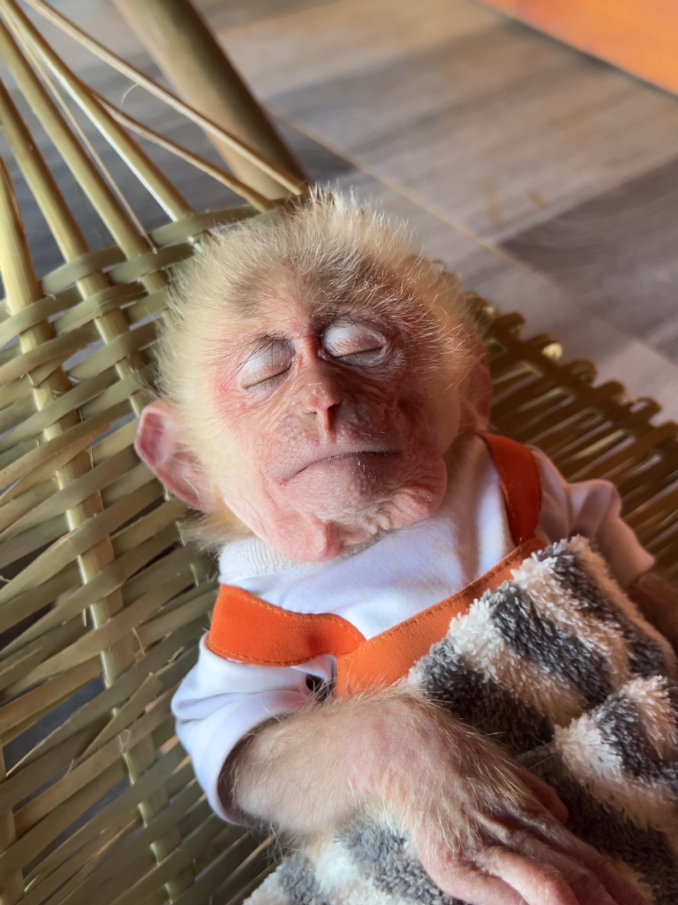 Cute baby monkey Moon goes to sleep. #monkey #babymonkey #monkeydluffy #monkeysoftiktok #sleep #cute 