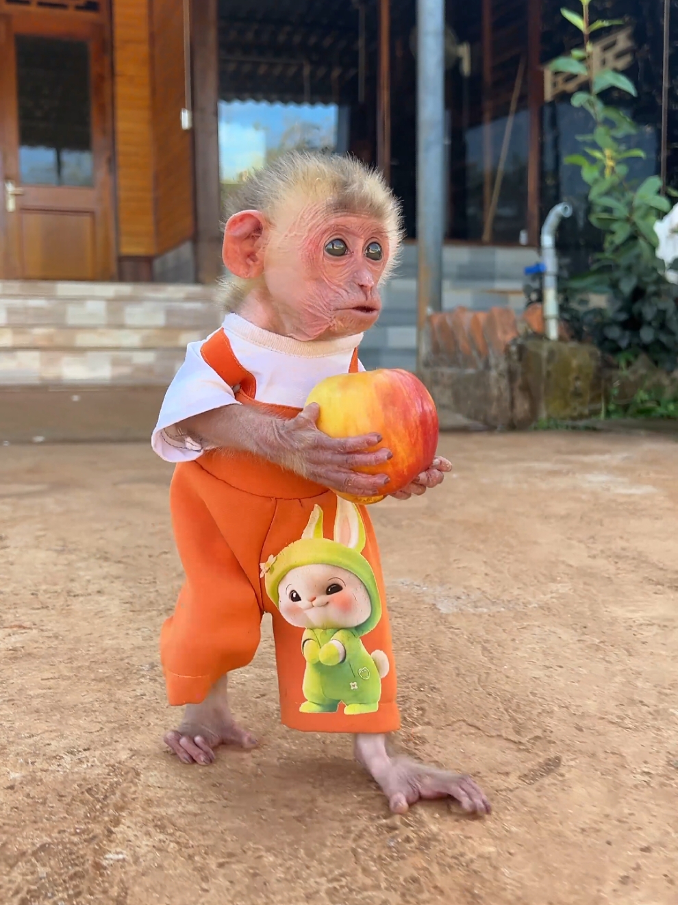 Funny baby monkey Moon! #monkey #babymonkey #monkeydluffy #monkeysoftiktok #funny 