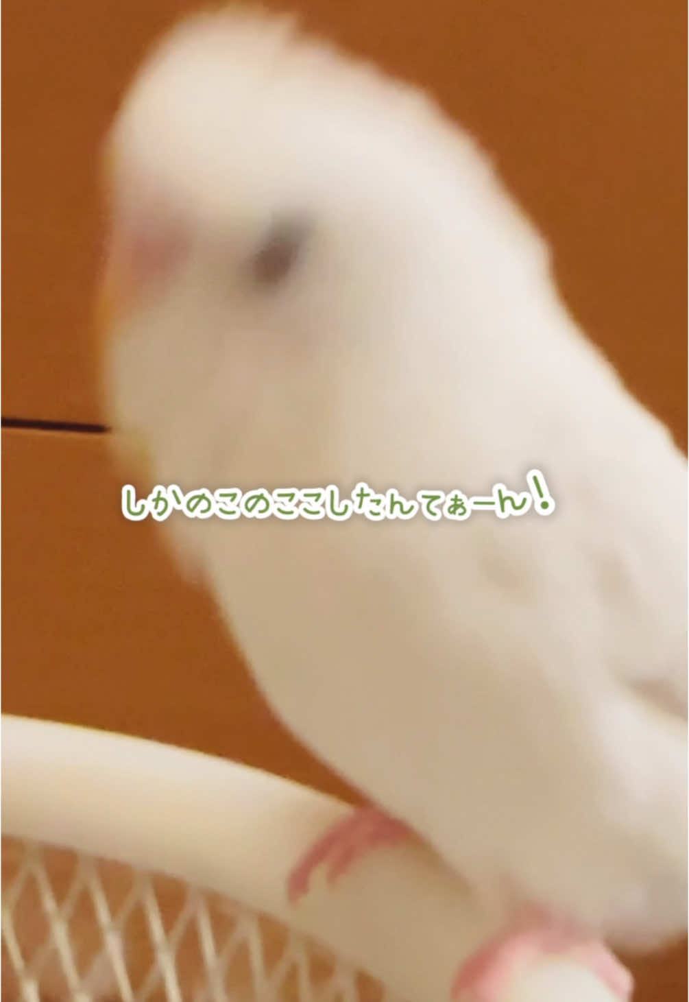 近い #しろいいんこのもち #セキセイインコ #セキセイインコの日常 #セキセイインコのいる暮らし #ペット #可愛いペット #動物 #鳥 #癒し #cute #cutebaby #cutebird #babybird #birdtok #parrot #talkingparrot #cutepets #funnyanimals #bird #しかのこのこのここしたんたん 