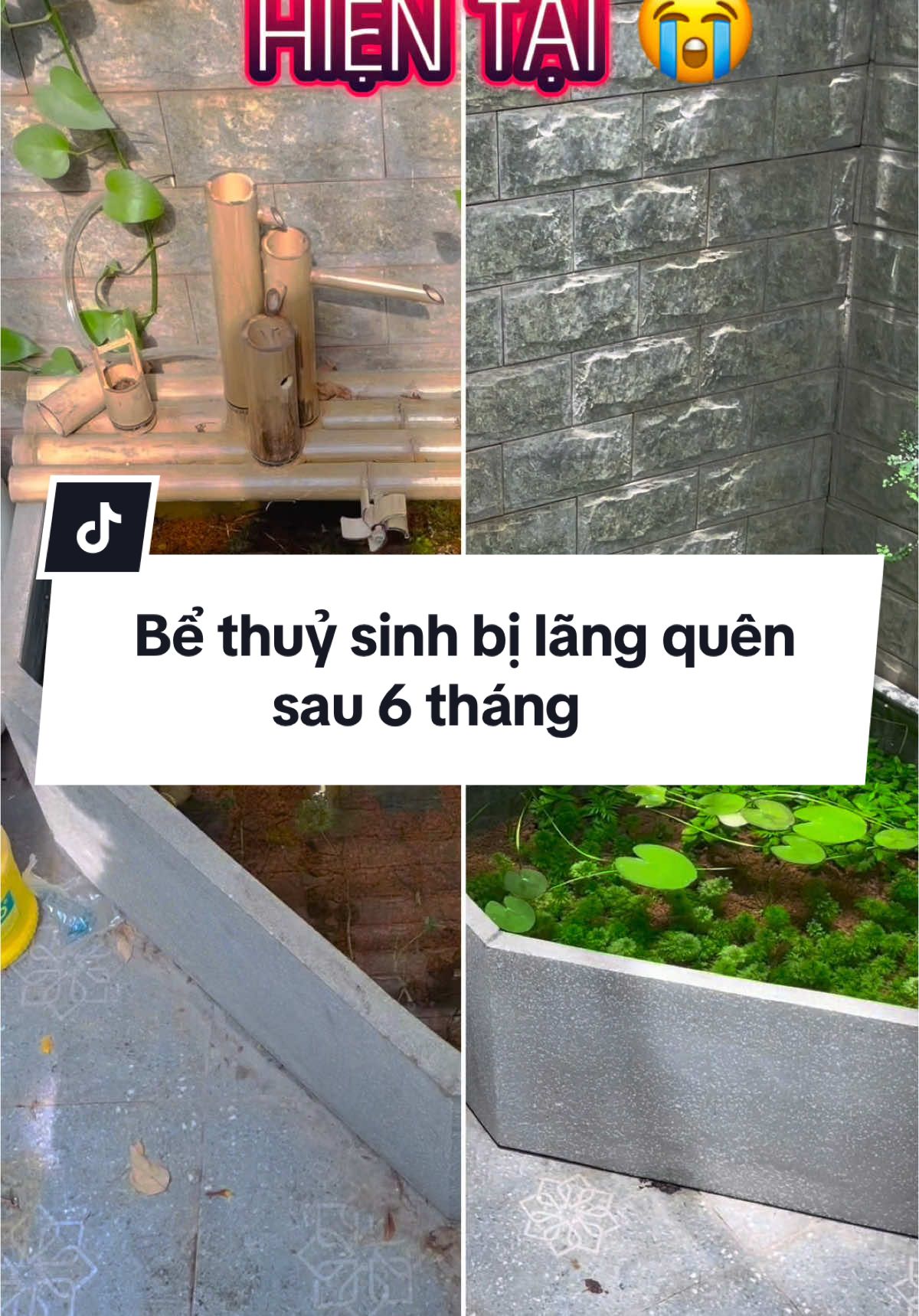 Bể thuỷ sinh bị lãng quên sau 6 tháng sẽ như thế nào? #becathuysinhvn✅ #becathuysinhdep #bethuysinhngoaitroi #becangoaitroi #thuysinh #xuhuongtiktok #1996aquarium   