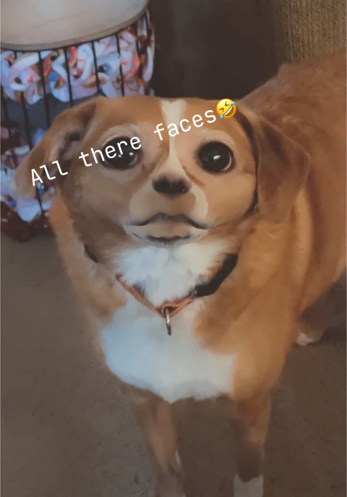 Found my new favorite thing to do!! #fyp #foryou #foryoupage #dogs #dog #funnydog #funnyvideos #dogsoftiktok #PetsOfTikTok #snapchatfilter #cutedog #doglover #dogdad #family #filter #