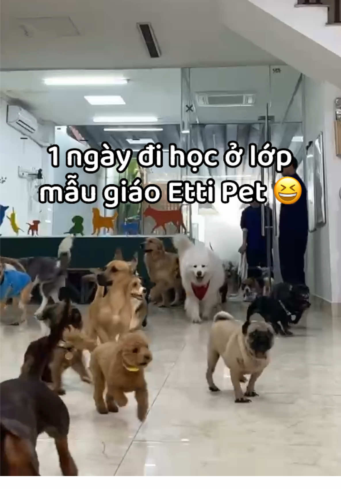 Đi học cùng Xe Đạp hônggg #xedapsamoyed #dogdaycare #chó #chó_cưng #dogs #fyppppppppppppppppppppppp #thinhhanh #samoyed #dogsoftiktok #xuhuongtiktok 