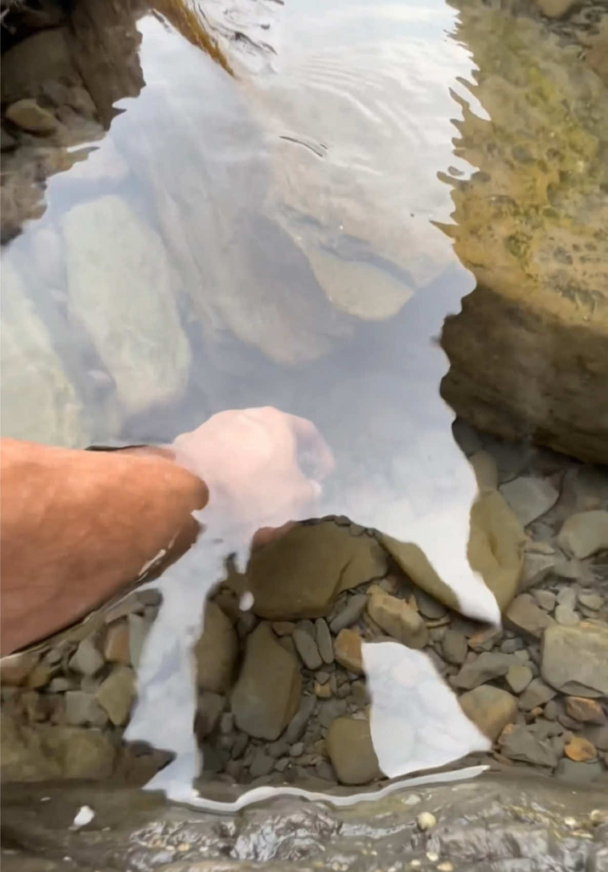 We found this hidden under a huge boulder! 🏝️ This must have been buried by the boulder many tides ago 🌊 Hopefully we make another exciting find like like this one soon! 🤯 Take a look and see what you think 🌅 We were so thrilled with this find! 🦕🪨 The quality of the specimen was absolutely surreal 😍🦑 The Ammonite specimens and wood specimen are all around 180/190 Million Years Old 💀🏝 Thanks for supporting our page! 🐊 #natural #nature #fossil #fossils #ancient #animals #art #ammonite #ammonites #dinosaur #scientist  #minerals #paleontology #whitby #geologist #dorset #geology #charmouth #jurassic #yorkshire #fyp 