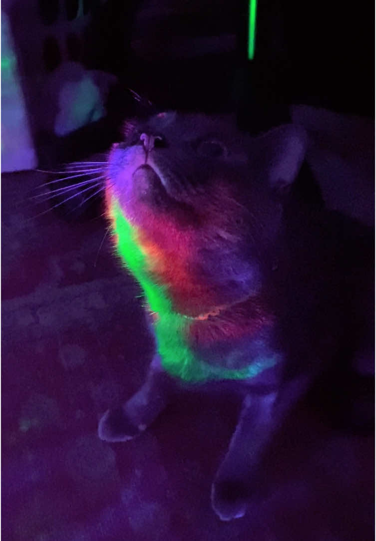 Kitty rave #catsoftiktok #tortiesoftiktok #mybaby #whereismymind #rave