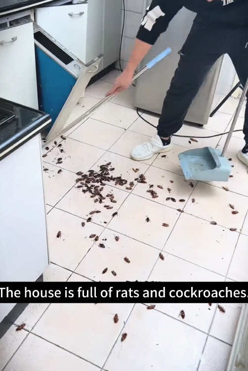 These insect and rodent repellent pills work well#mice #cockroaches 