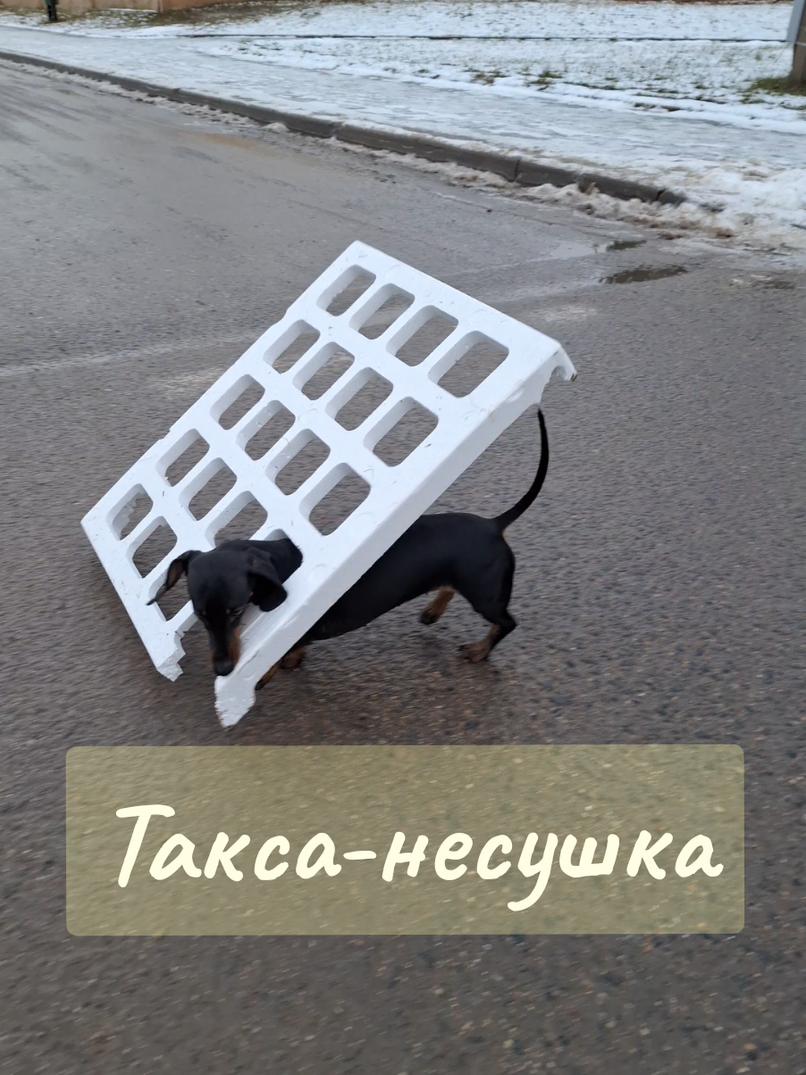 Приключения таксы Шпульки. Шпулька - смешная такса. #собакаприколы #смешныеживотные #таксашпулька #прикольныеживотные 