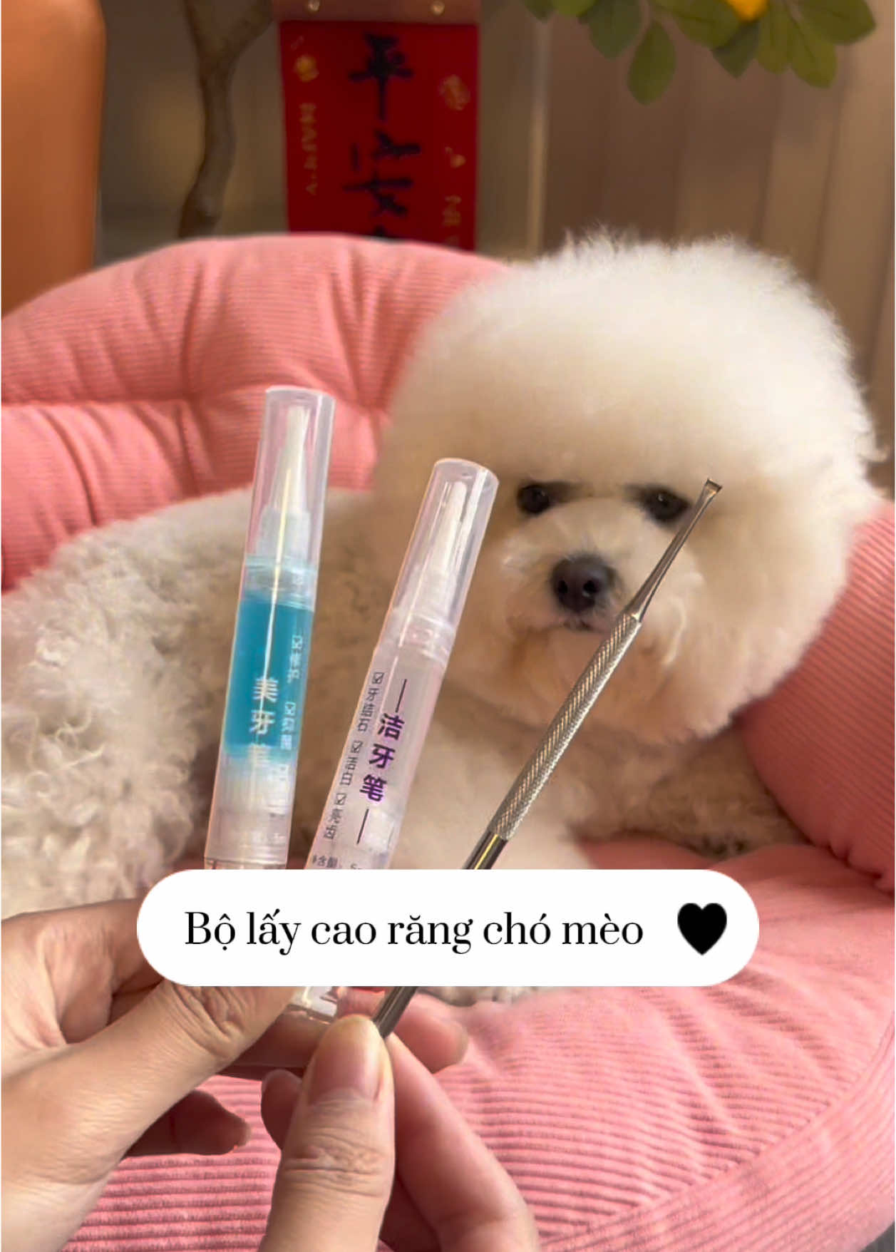 Đừng chê thúi nữa, vệ sinh răng miệng sạch sẽ đi chơi Tết thôi 🐶 #bolaycaorangchomeo #laycaorangchomeo #vesinhrangchomeo #cunyeu #fyp #dog #cute #thucung #poodle #bunquystoc 