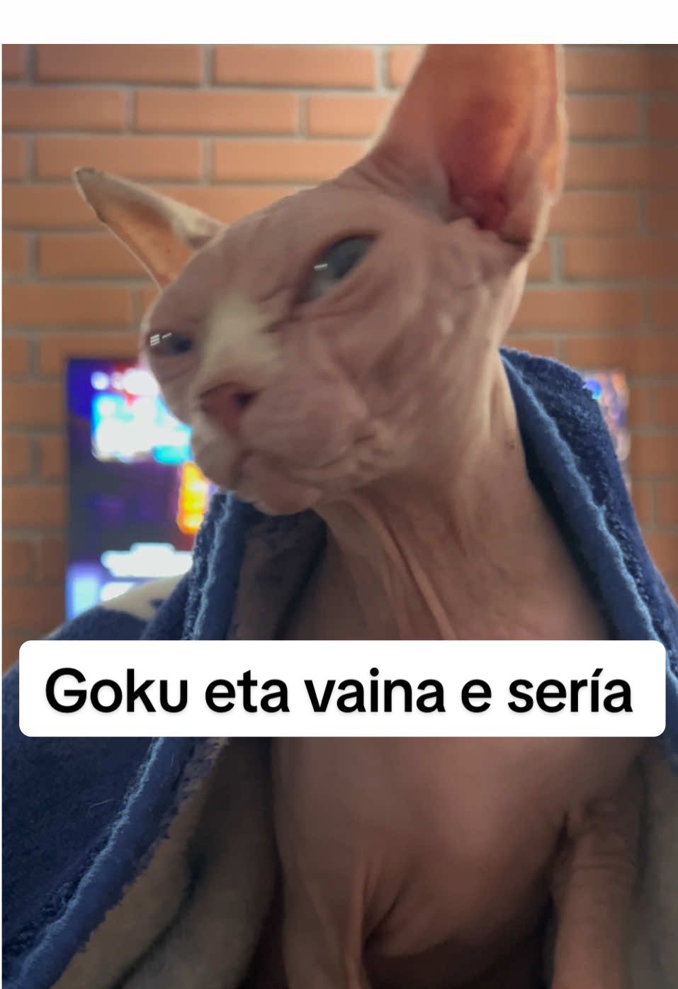 Eta vaina e sería 👀 #humor #bills #dragonballsuper #gatoesfinge 