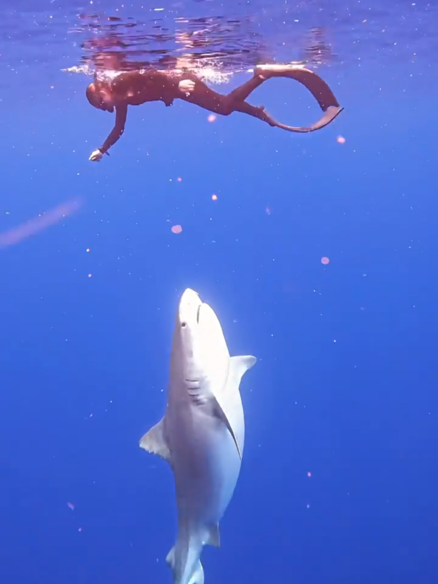 Shark handling at its best! 🦈 (IG🎥: @mariana.perezvarona) #Unreel #Extreme #Sharks #wildlifephotography #Marinelife