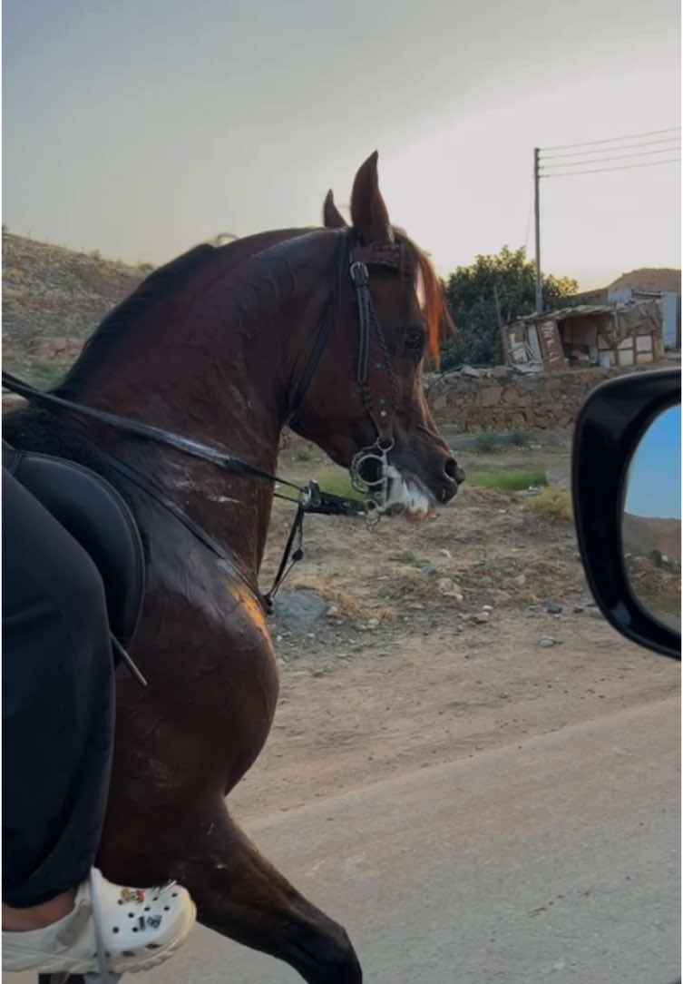 #ماشاءالله_تبارك_الله #hours #foryou #fyp #خيل_وخياله🐎 #الراهي 