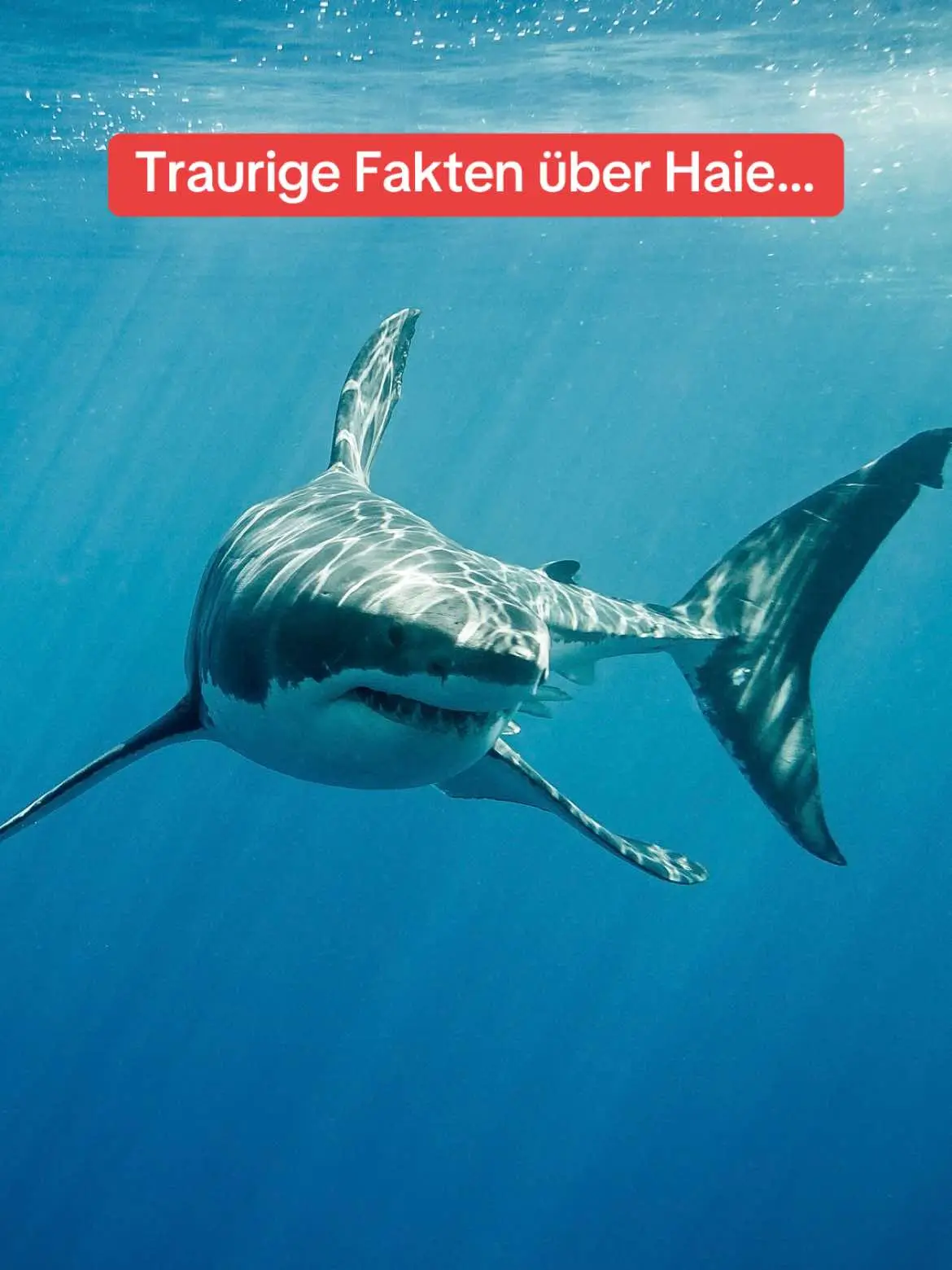 Die armen Haie…🥺 #hermle #besserfräsen #fräsmaschine #traurig #fakten #traurigefakten