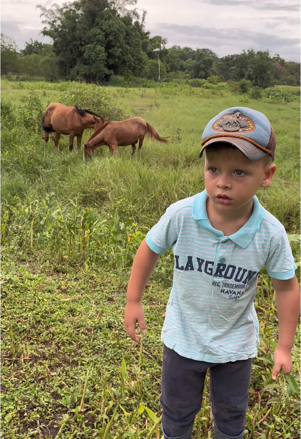 O Campeiro quer aposentar seu cavalinho Alipio 🧑🏼‍🌾🐴😍❤️❤️