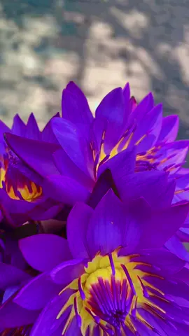 තාම කිසිවක් අත්හරින්නට බැරිව ලතවෙනවා 🥺💜