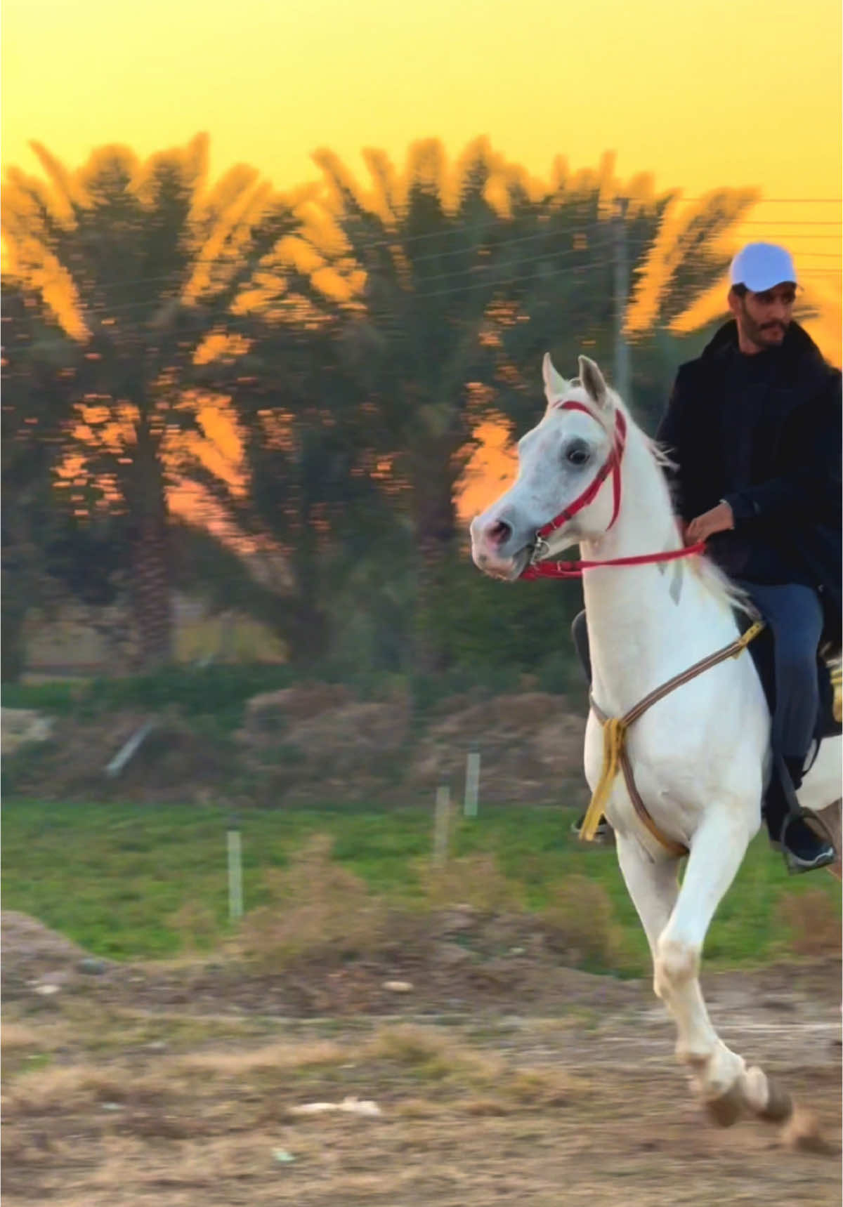 على صهوة الجميل ياراكو #مثنى_السطام #خيل_وخياله🐎 