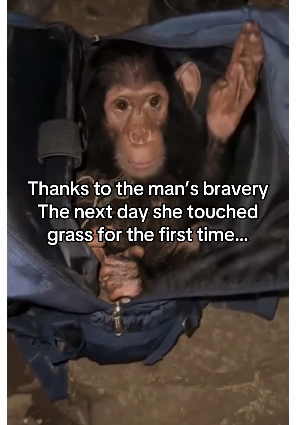 He did it ! #wholesome #animalsoftiktok 