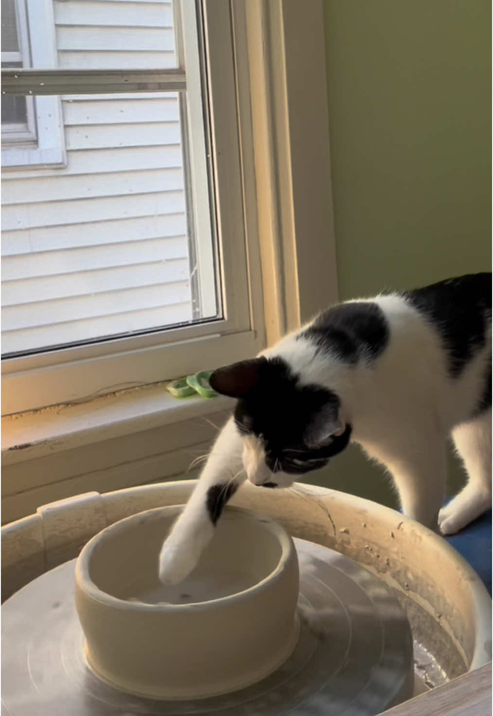 momo makes a porcelain bowl for lady #cat #pottery 