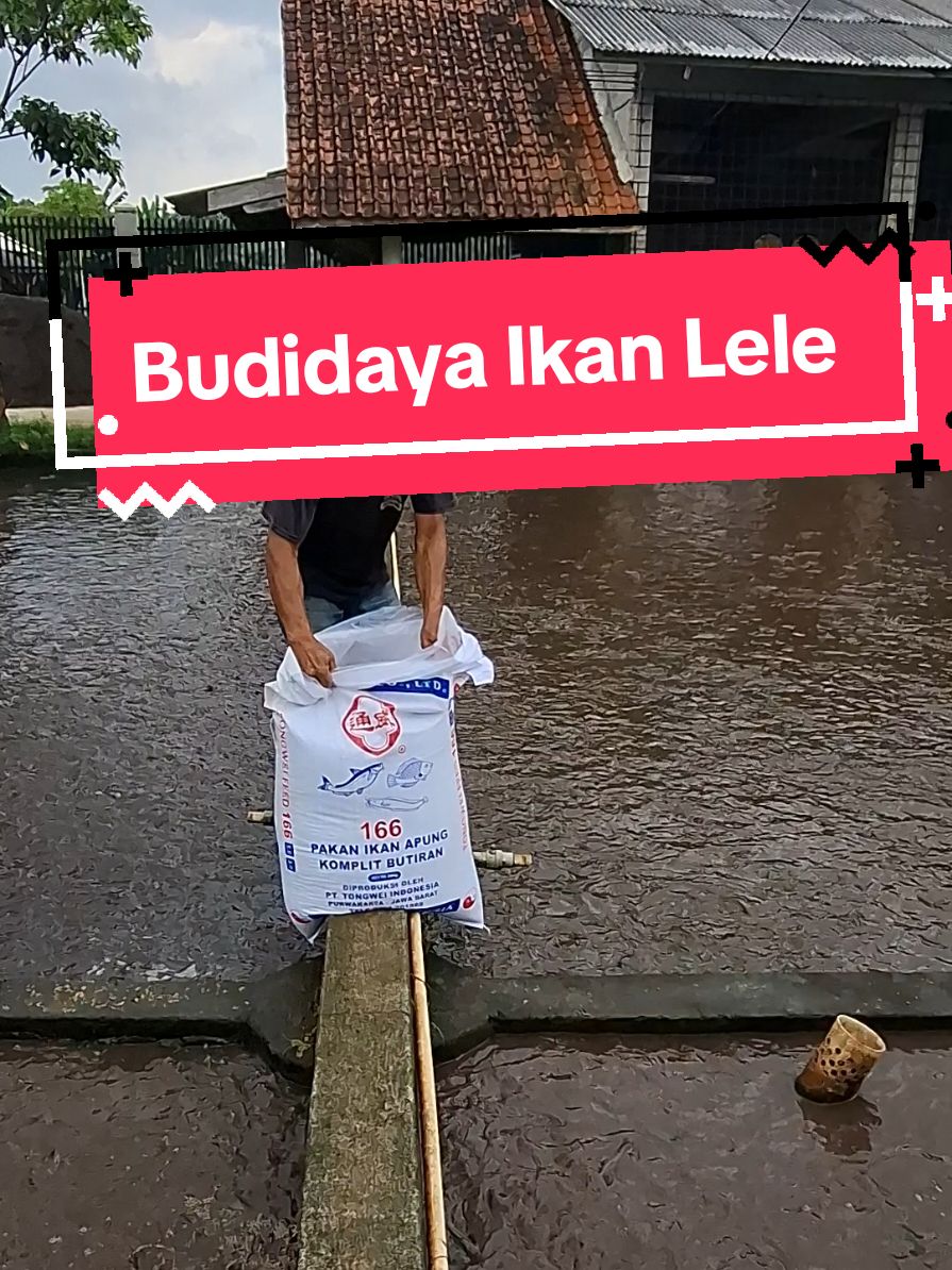 Budidaya ikan lele #ikanlele #budidayaikanlele #kolamikanlele #fyp 