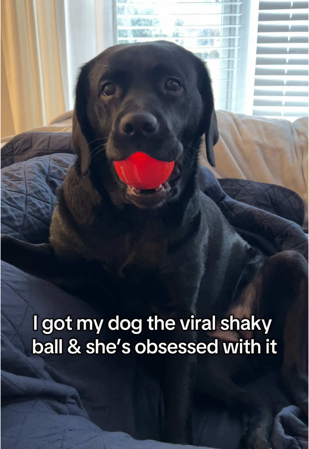 I got my dog the viral shaky ball and she looooves it🤣😆   #dogsoftiktok #puppiesoftiktok   ##talesofalabpuppy #labradorretriever #blacklab #englishlab #englishlabrador #blacklabrador #doggo #puppy #puppies #dogs #labradorpuppy #funnydog #funny #cute #cutedog #blacklabsoftheday #blacklabsquad #instalabfam #dogsofinstagram #funny #cute #funnydog #cutedog 