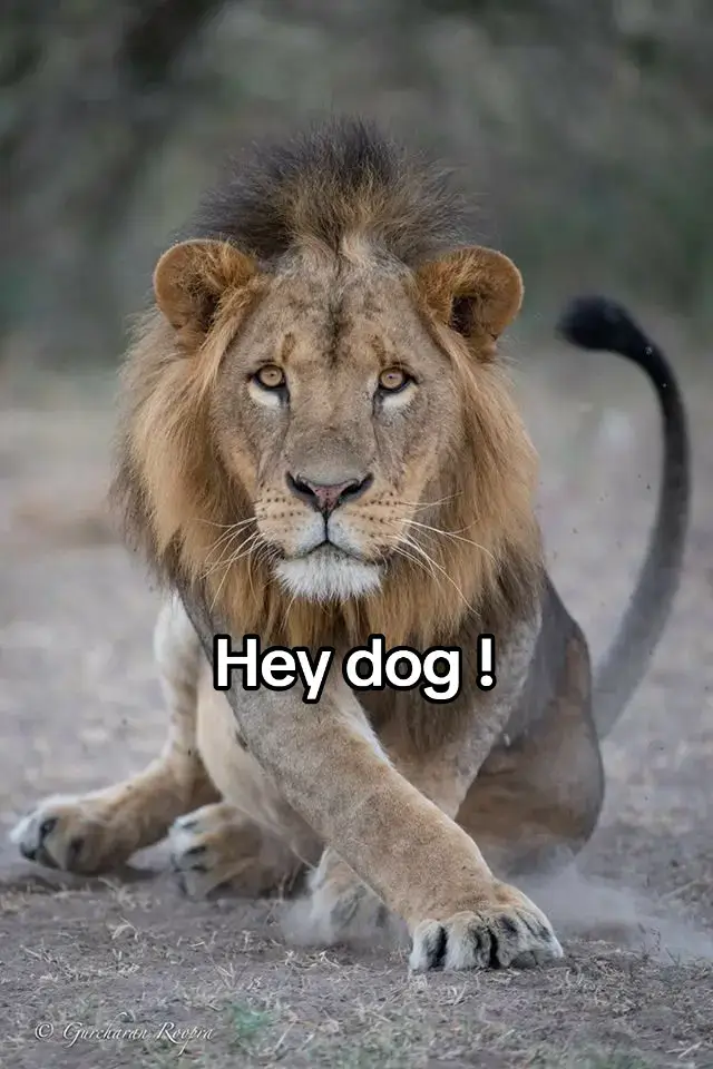 #lion #dog #dogs #nature #wildanimals #wilderness #naturelove #naturelover #wildanimal #naturaleza #keşfet #xyzbca #viral #animals #animal #animallovers #wild