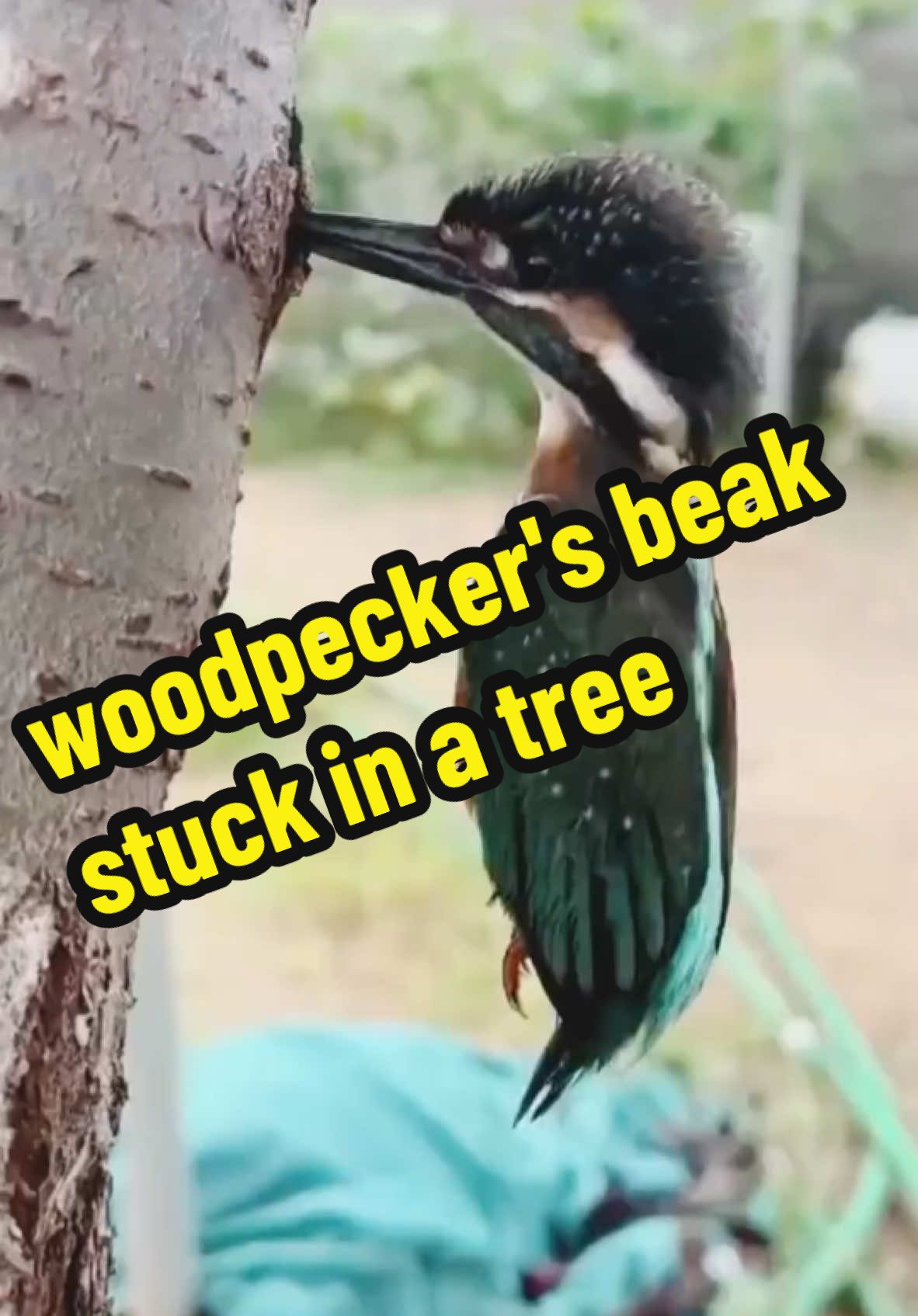 #woodpecker #дятел #bird #птица #птицы #шок #состояние #state #shok #tree #birdhouse #дом #house #hung #fixed #arrived