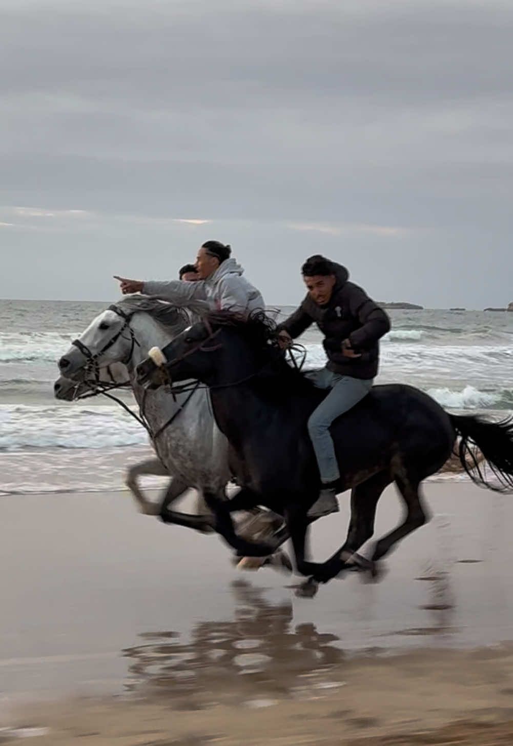 The fire in their veins 🔥 🐎Emur & Amigo & Ringo. 👉🏼 We are a Travel Agency based in Essaouira (Morocco). Join us for an unforgettable horseride holidays. Ride the best horses in town, and meet the best team of riders.  . . . . . . #horses #horsesoftiktok #horse #horsetok #equestrian #fyp #cheval #fypage #viral #viralvideo #pferd #horsesontiktok #лошадь #horselove #essaouira #morocco #lovak #caballos #cavalli #horseman 