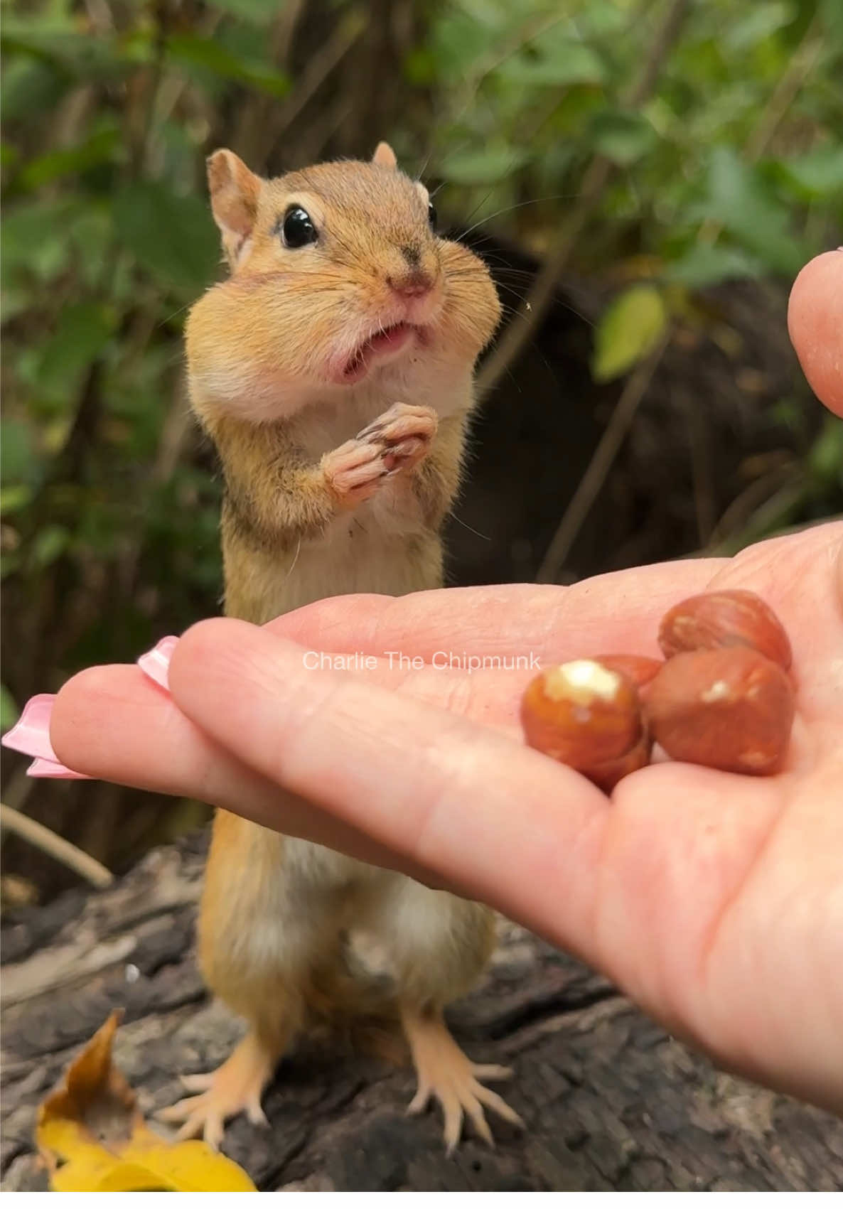 Nut crack  #funny #comedy #cute #animals #charlie #wildlife #nature #wildlifehumor #humor #lol #comedyreels #Wow #chipmunk #fyp #foru