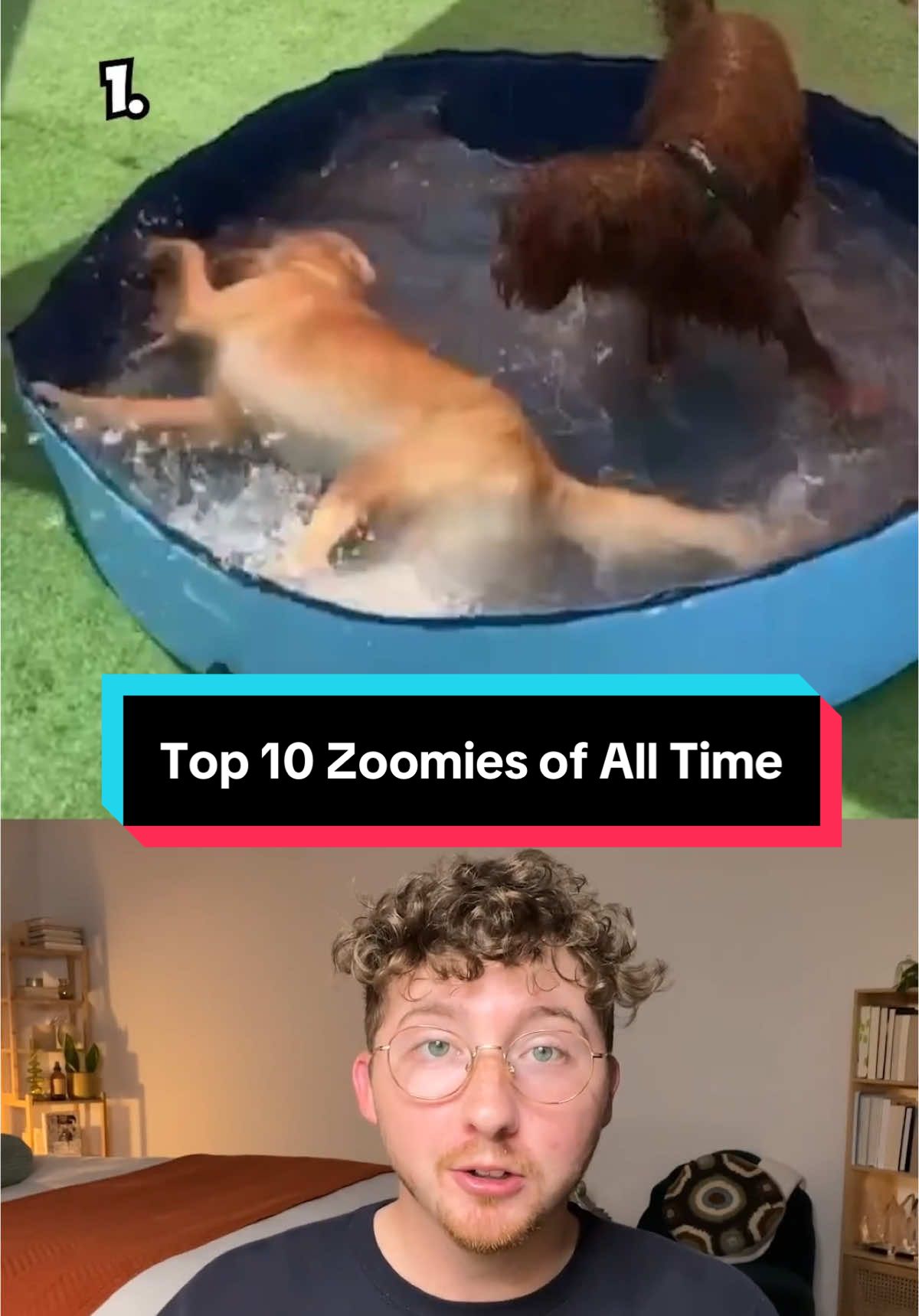 Top 10 Zoomies! 10. IG: callie.the.cream.ween 9. @PERZEFENY  8. IG: staffenharley 7. @smoo  6. @Peppa the Mini Jack Russell  5. @Chloè🐾  4. IG: lonelypizzalover 3. @Dog Mommy  2. IG: larrylarsonsports H.M. @Connie Turner7419  1. IG: goldenbabybasil #weratedogs 