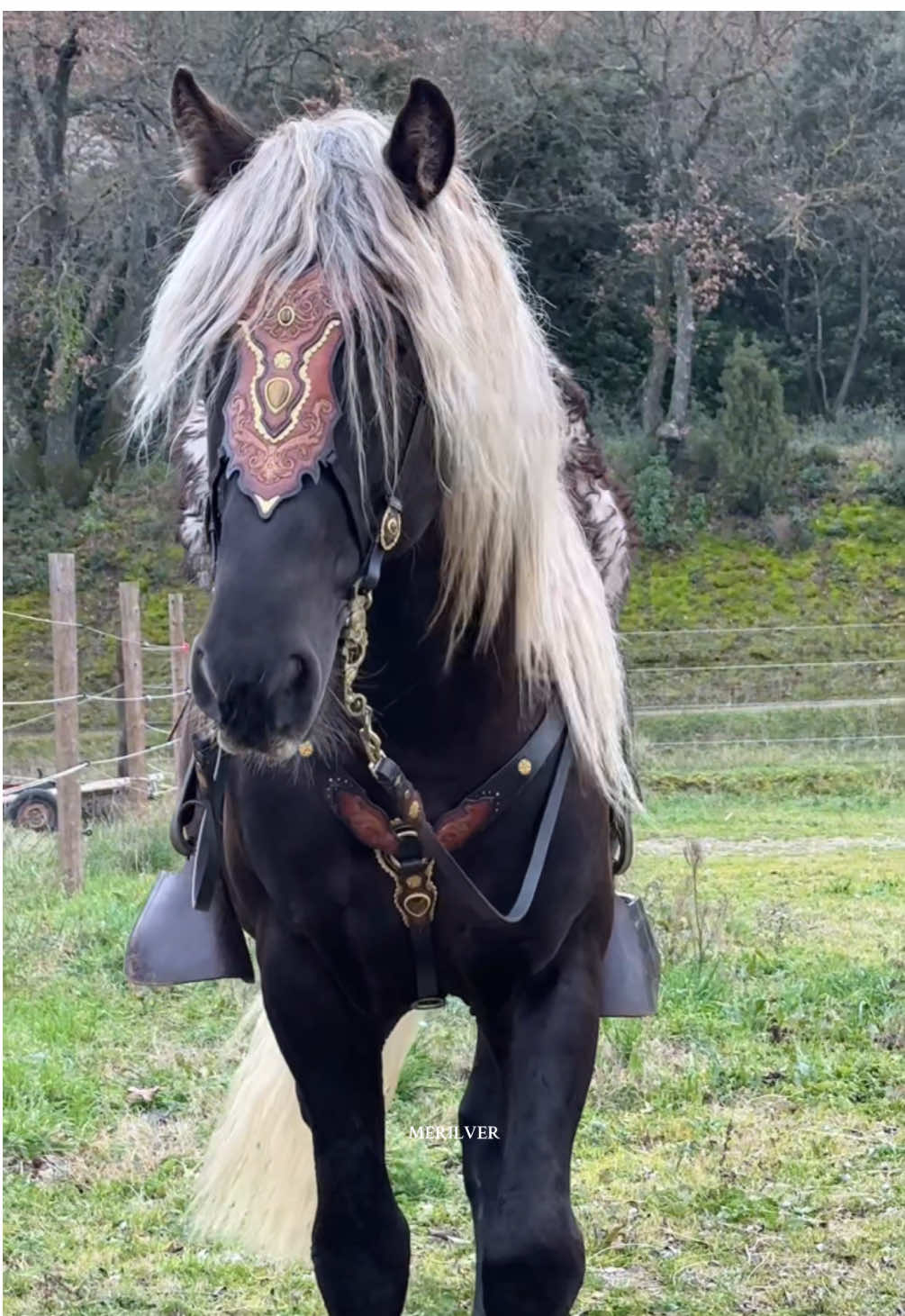 Kjörn en cheval nordique, on valide ou pas ?  Avec la superbe parure de LS SELLERIE 🤩