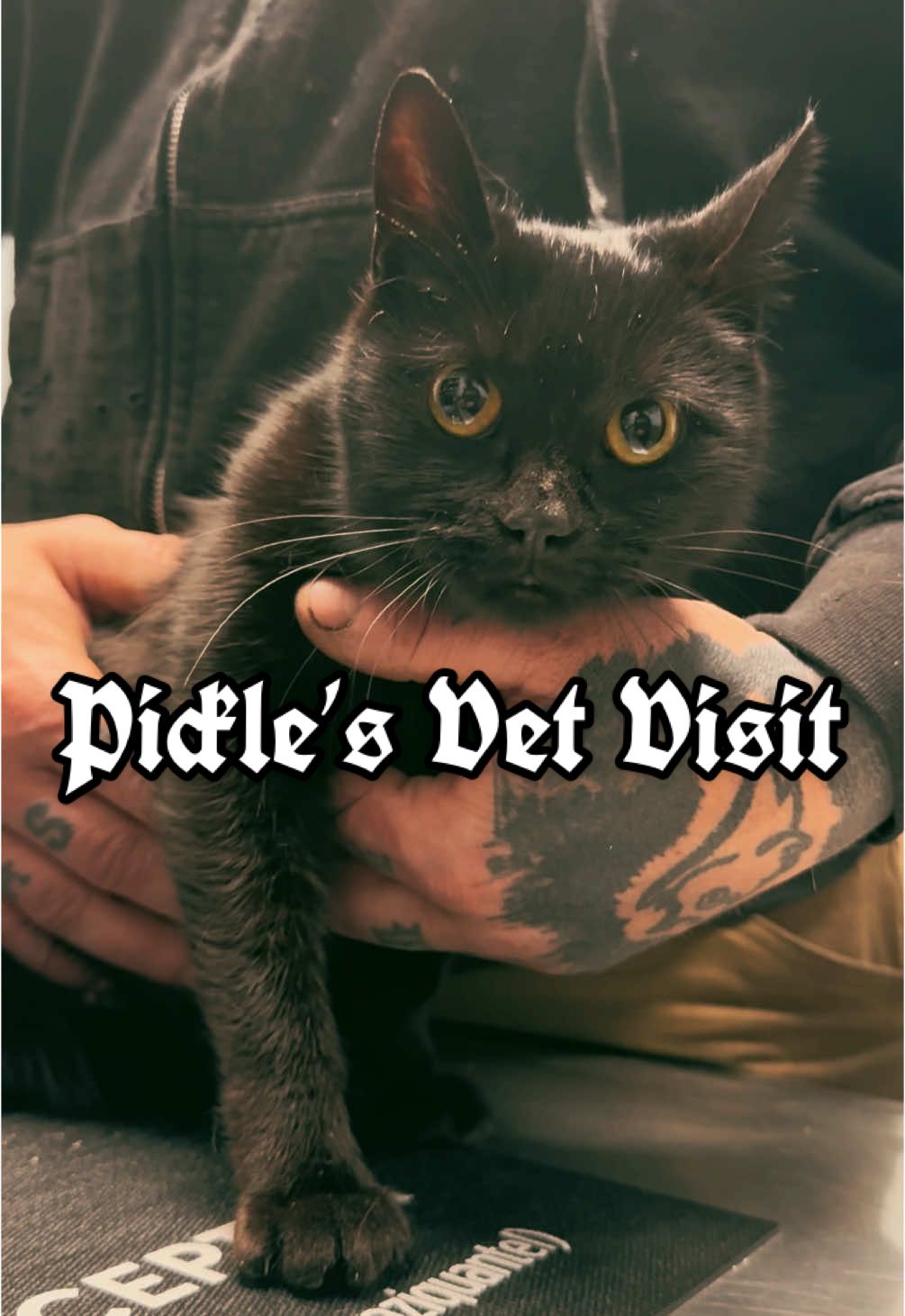 SO EVERYONE WHO GUESSED 4 YOU WERE RIGHT! Unless there’s a secret kitten in there. The vet said it’s a possibility. We will see!!! #picklewatch2025 #pickletok #picklethepregnantcat #norseforgedpickle @𝕹𝖔𝖗𝖘𝖊𝕱𝖔𝖗𝖌𝖊𝖉 