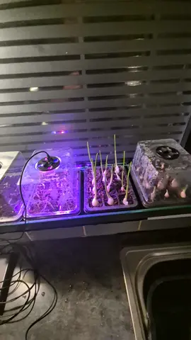 Led propogator growth of garlic and chilli's. Get a jump start on your growing season 🙂. #growingvegetables #propogation #ledgrowlight #seedtrays #selfwatering 