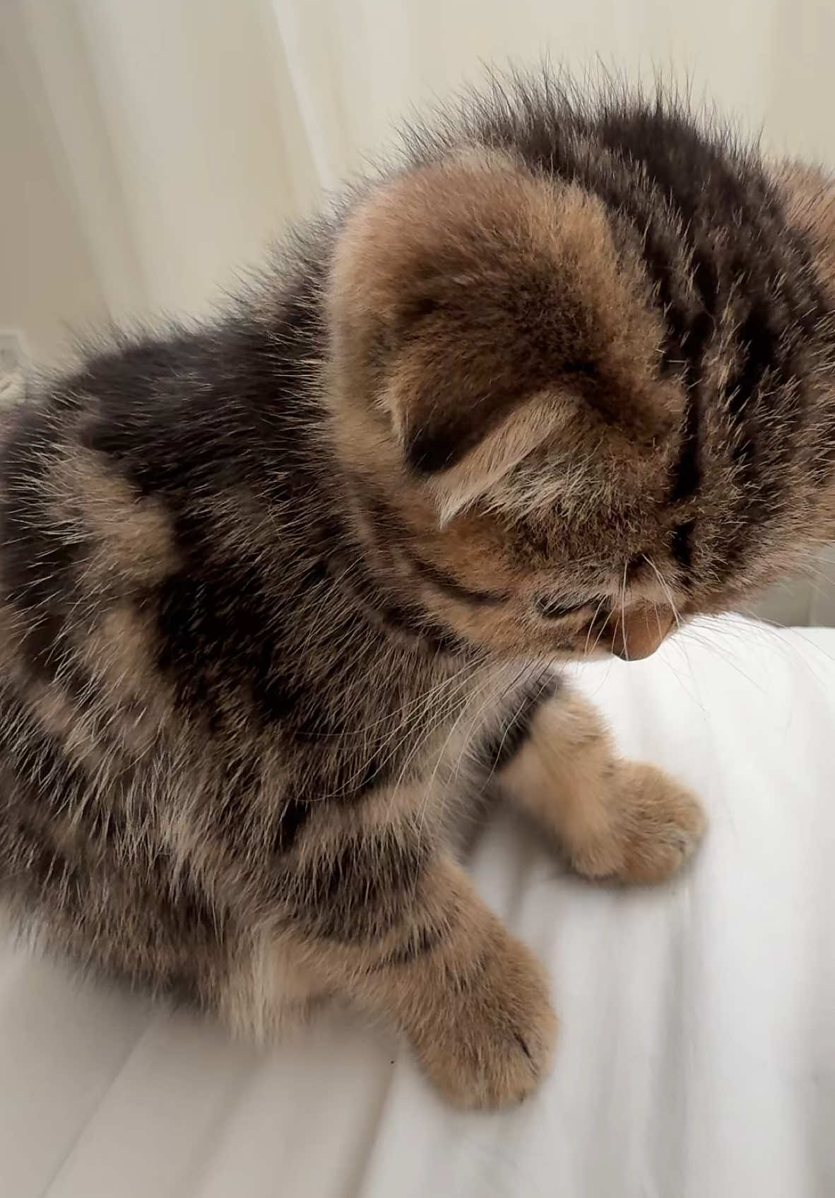 sleepy nora #scottishfold #kitten #baby #fyp 