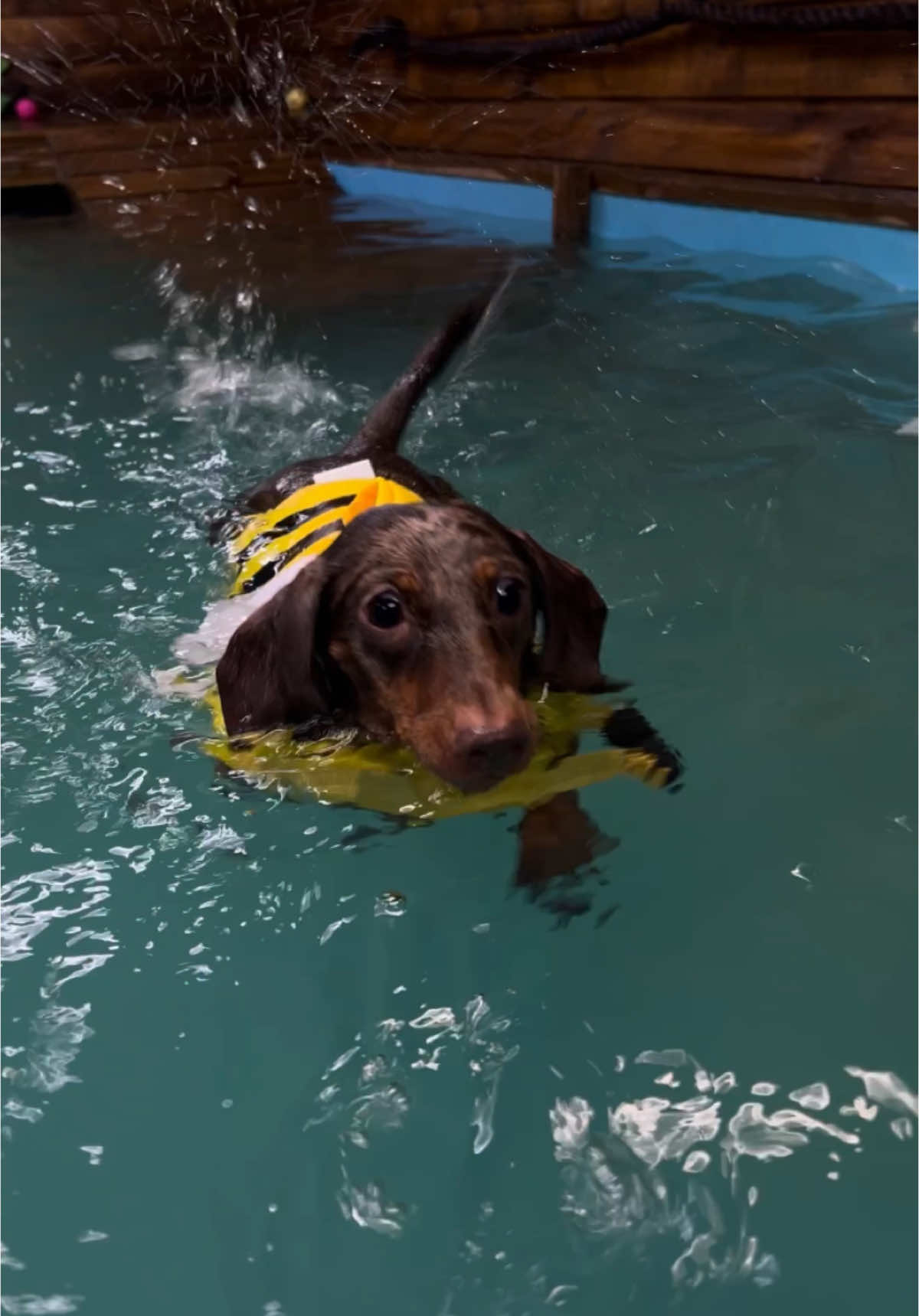 LETS GO! 🙌 First swim of 2025, smashing performance from Winnie Lovelock…💪🦈💦 #winnielovelock #sausagedog #dogsoftiktok #swimming #swimmingdog #olympics #athelete  #cute 