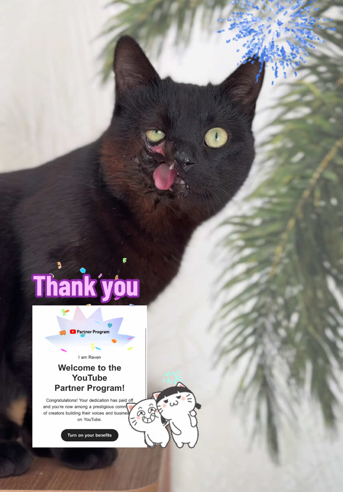 We want to share a hudge thank you to everyone who has supported us on ticktok and yt. We made it half way #fyp #cats #youtubers 