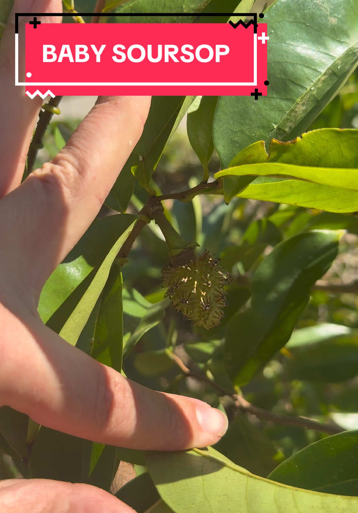 We have our first soursop! #fyp #foryoupage #soursop 