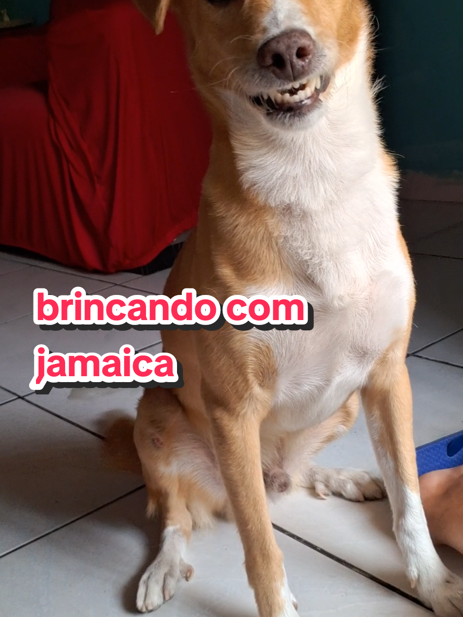 #bahiano #viralatacaramelo #cachorro #animais_de_estimação #caes 