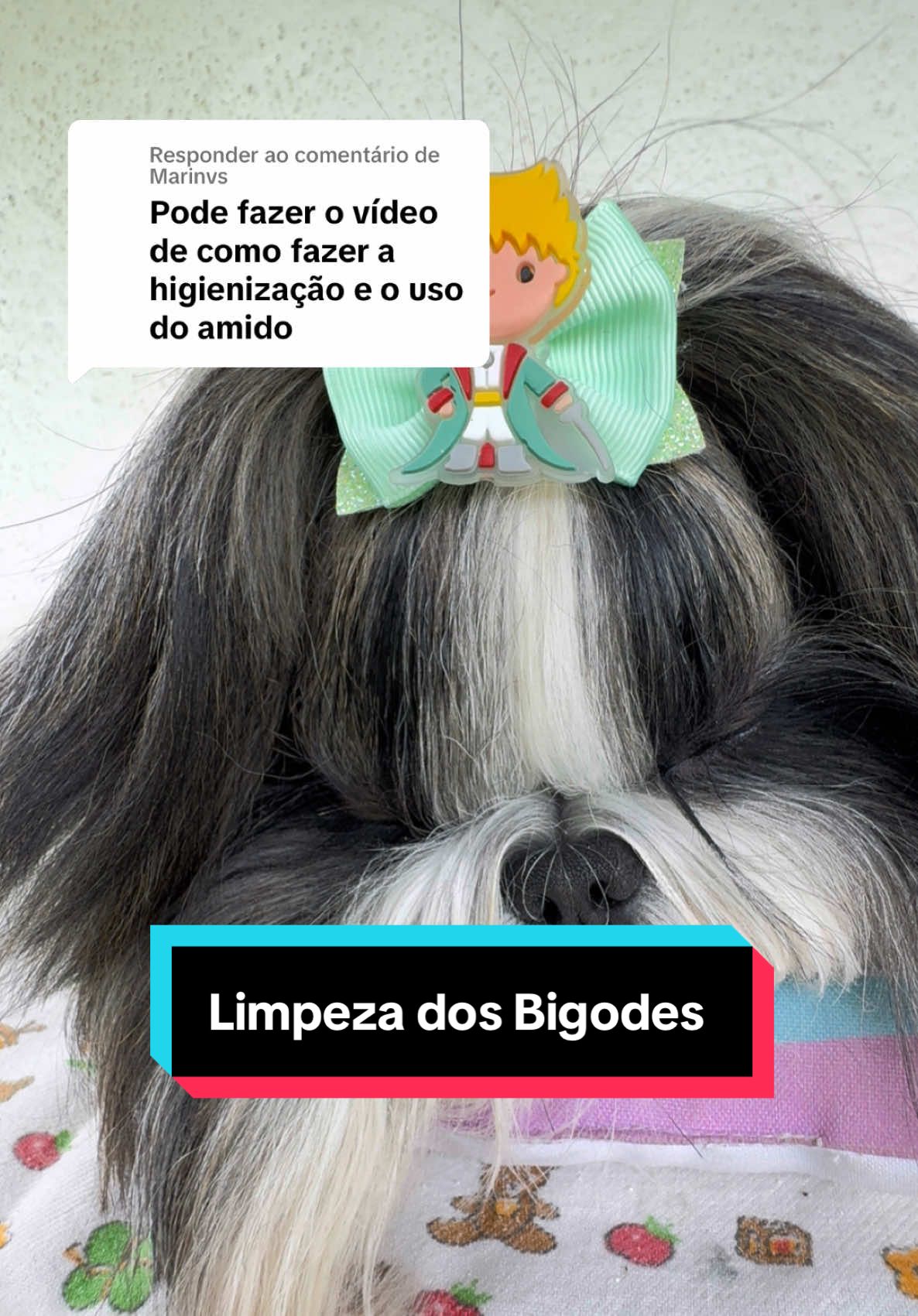 Respondendo a @Marinvs nosso momento, diário! ❤️🥰 Limpar os bigodes e aplicação do amido de milho 🥰 #foryour #shihtzubrasil #shihtzu #fyp #fyy #dicaspet #pelagem #shihtzu 