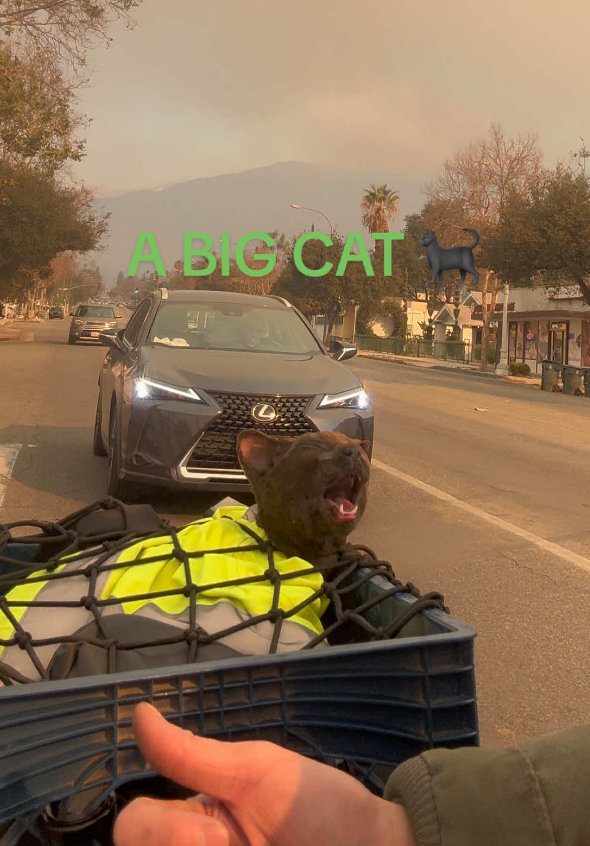 I was looking around to see if I can find some small animal that needs help, and I found him under a car  waiting for help. Altadena need help.   #safethecat #cat #wildfire #animalshelter #altadena #eatonfire 