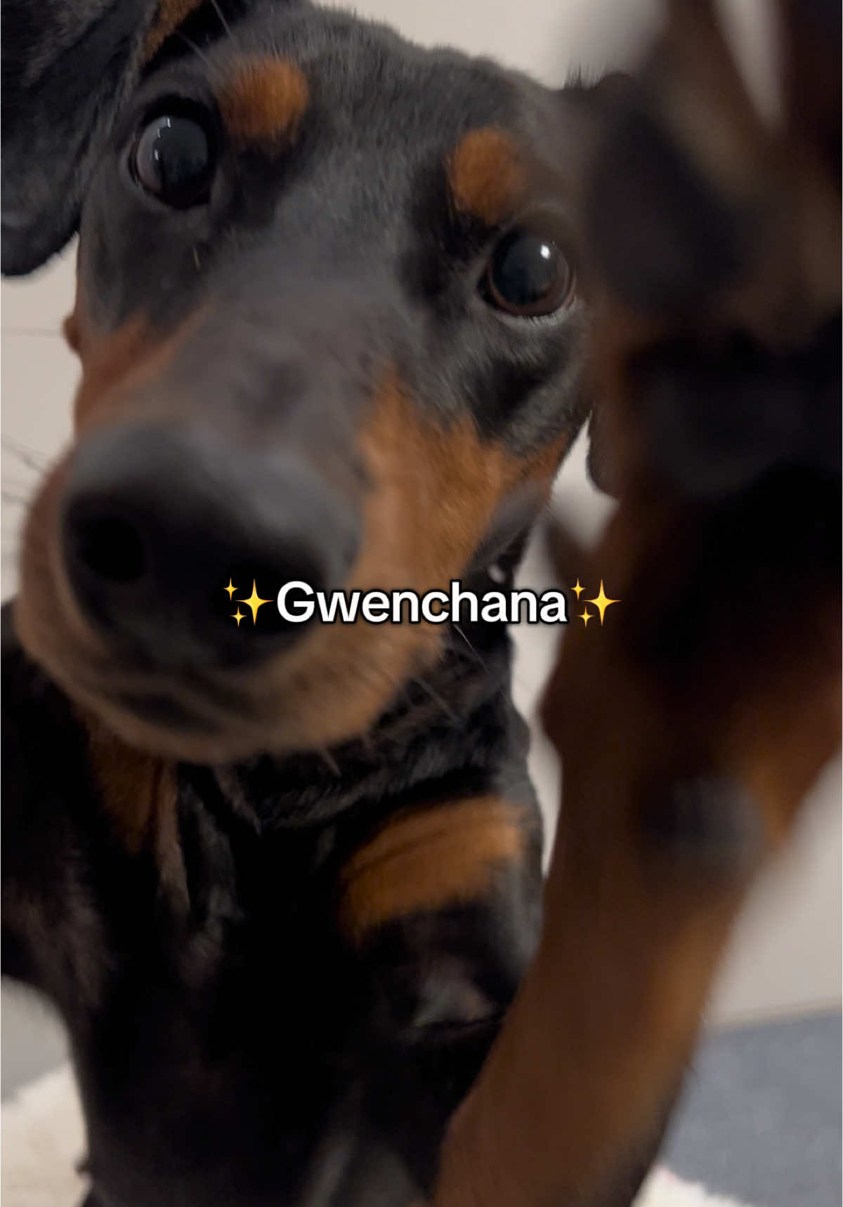 Gwenchana🥹 #dog #dogsoftiktok #dogs #doglove #funnydog #doggo #gwenchana #fyp #viral #trending 