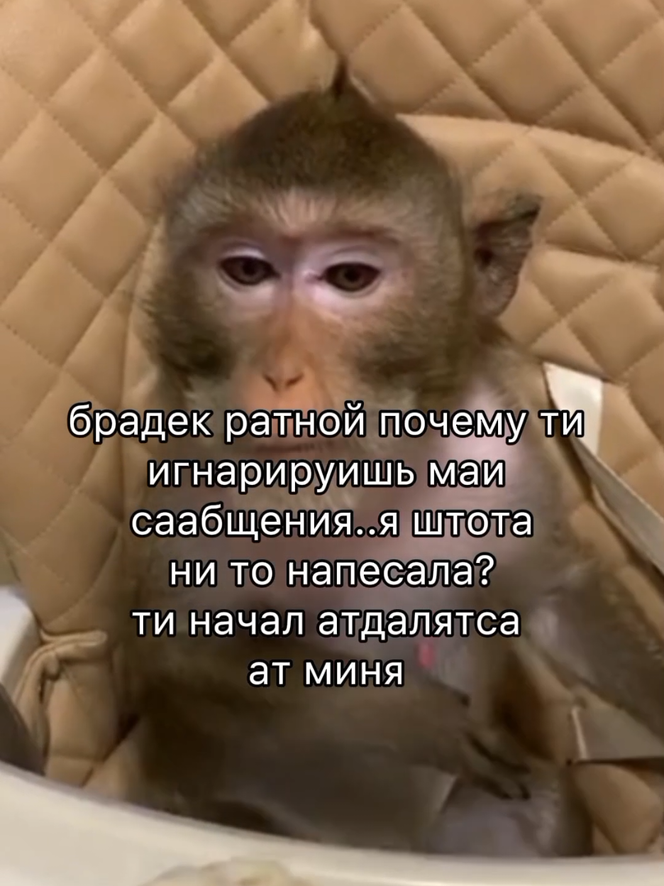 ..#bibizankabrad #манки #rom4ik #monkey 