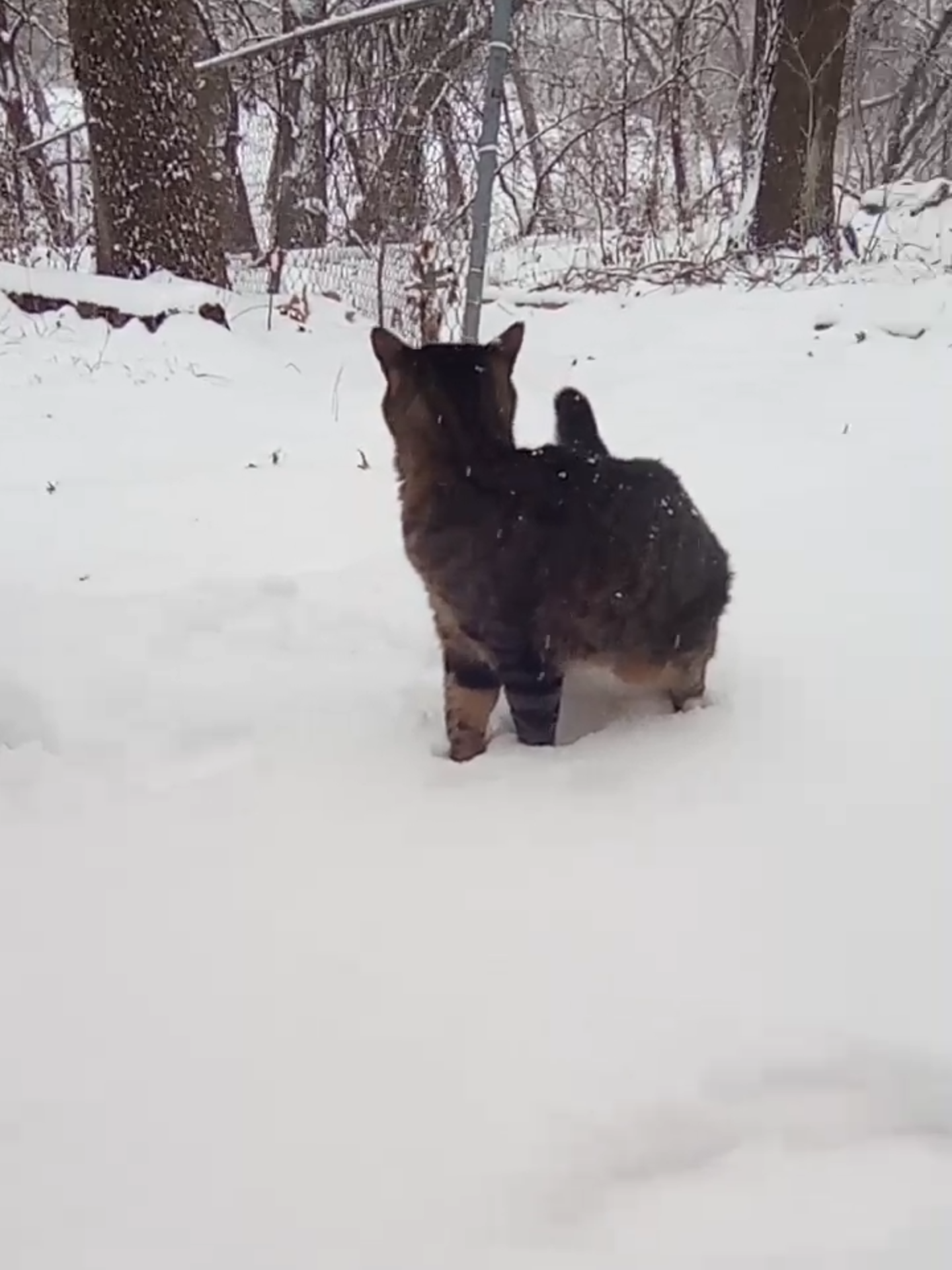 my deaf Texan cat discovering snow. #fyp #chcat #deafcatsoftiktok #cerebellarhypoplasia #texassnowstorm2025