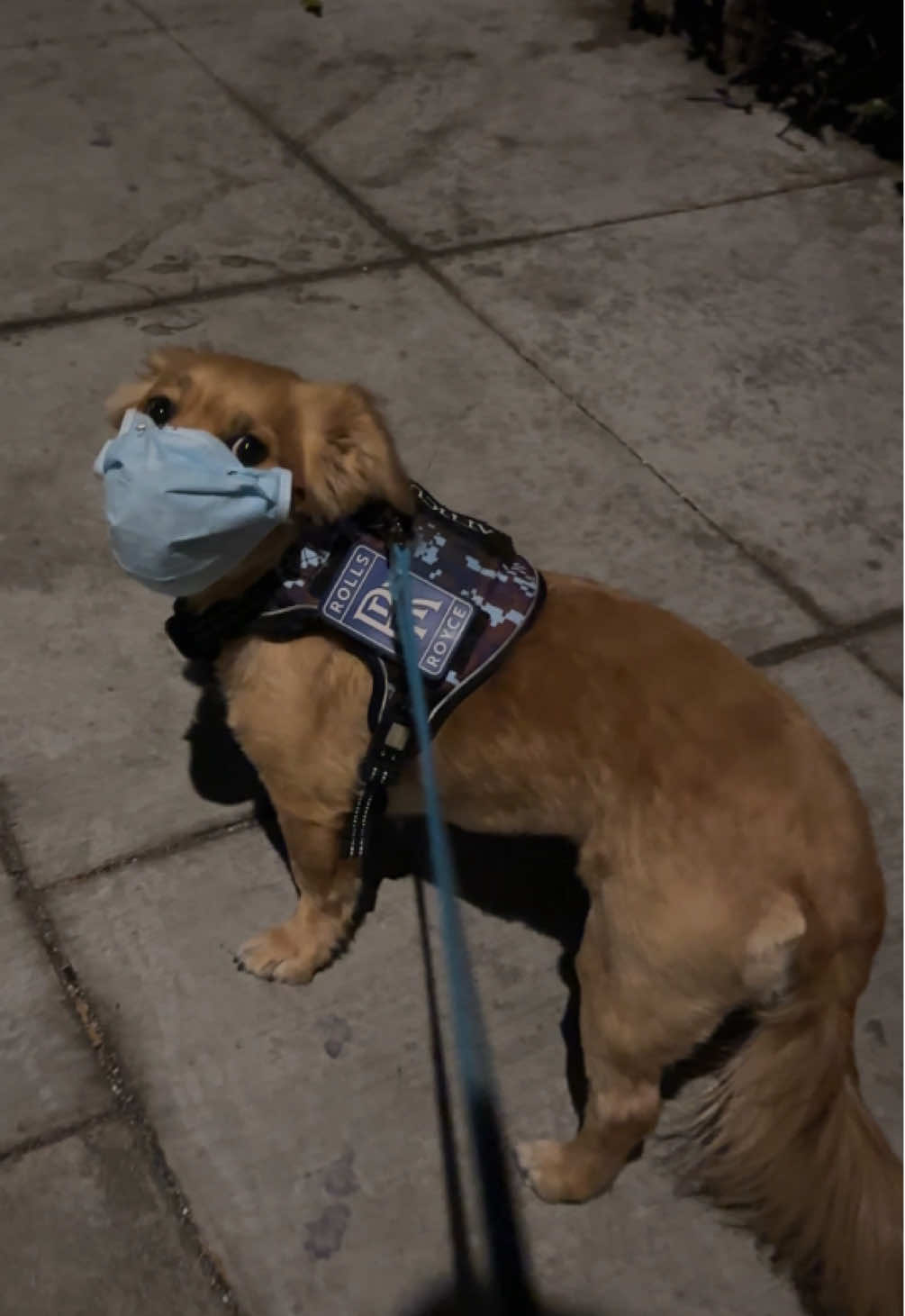 Not how I expected 2025 to start, but DIY K9 mask in the meantime…🥲 #lawildfires #losangeles #la #dogmask #besafe #maskup #californiafires #K9mask 