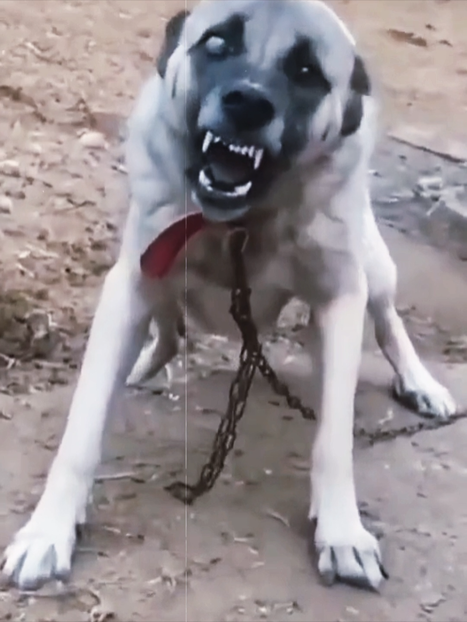 Difference between dogo and kangal barking#dogo #dogoargentinopower #CapCut #dogoargentino🔥 #dogoargentino #dogsoftiktok 