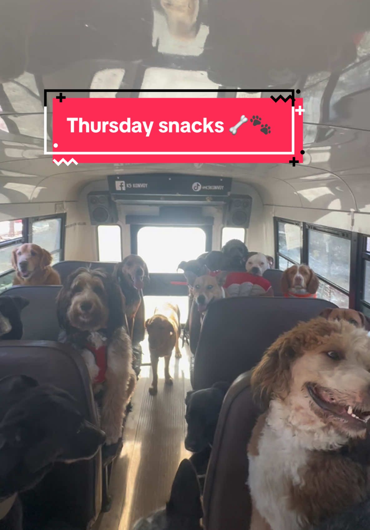 Thursday snacks! Thank you Julie Dion and Elisabeth! 🦴🐾 #dogpack #dogsnacks #dogbus #dogtok #dogwalker 